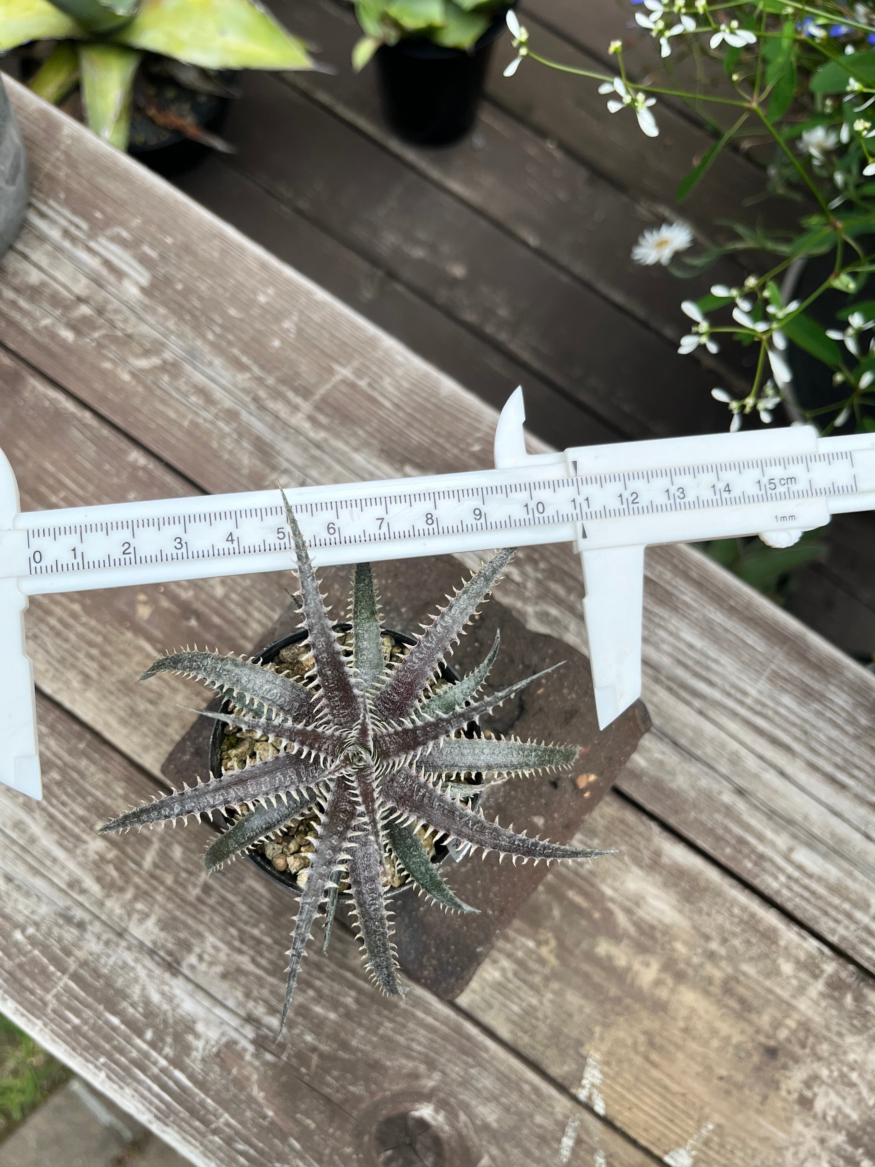 Dyckia 4th of July series XXX-2 子株 | DECKS
