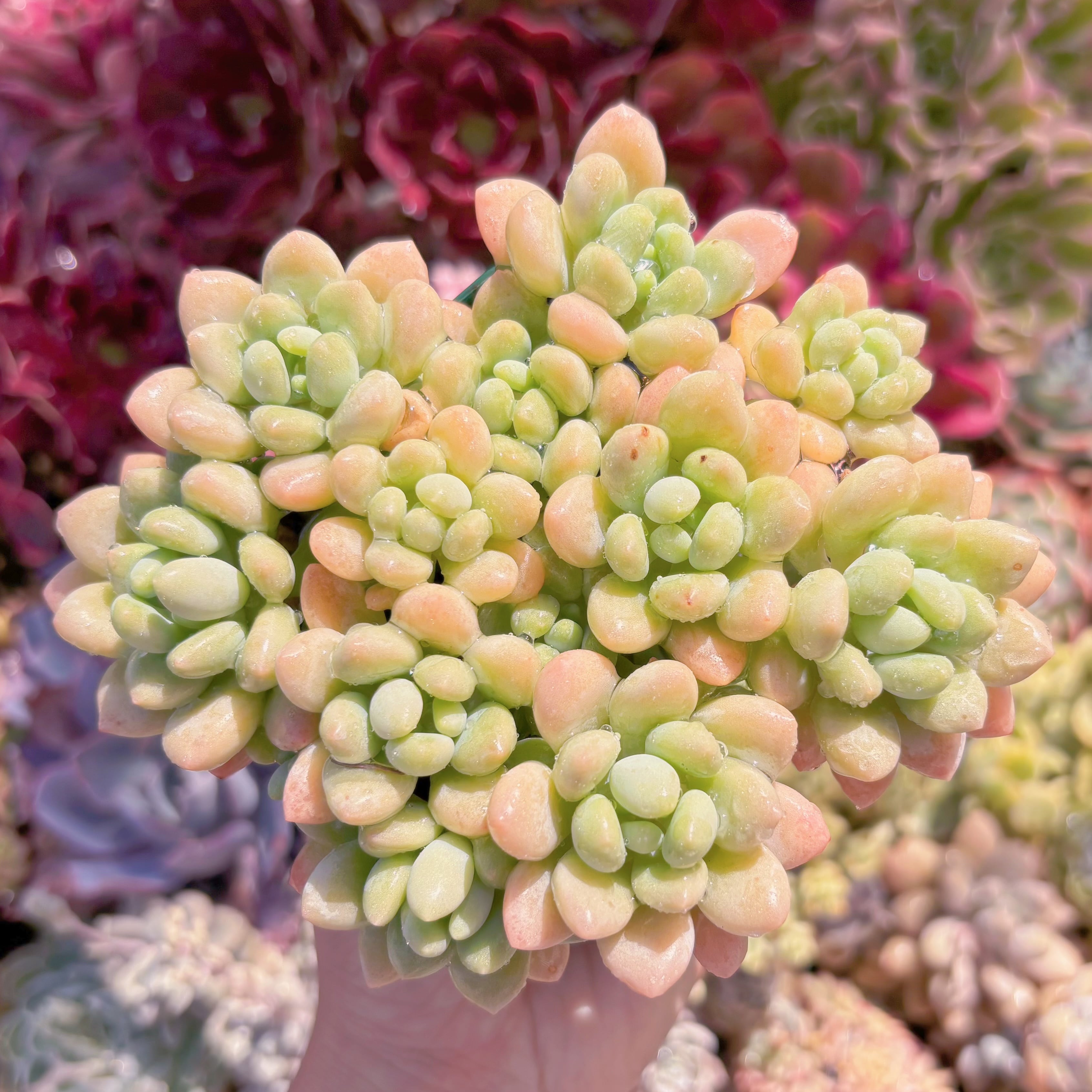 現品　ロココ#093　古株　るる農園