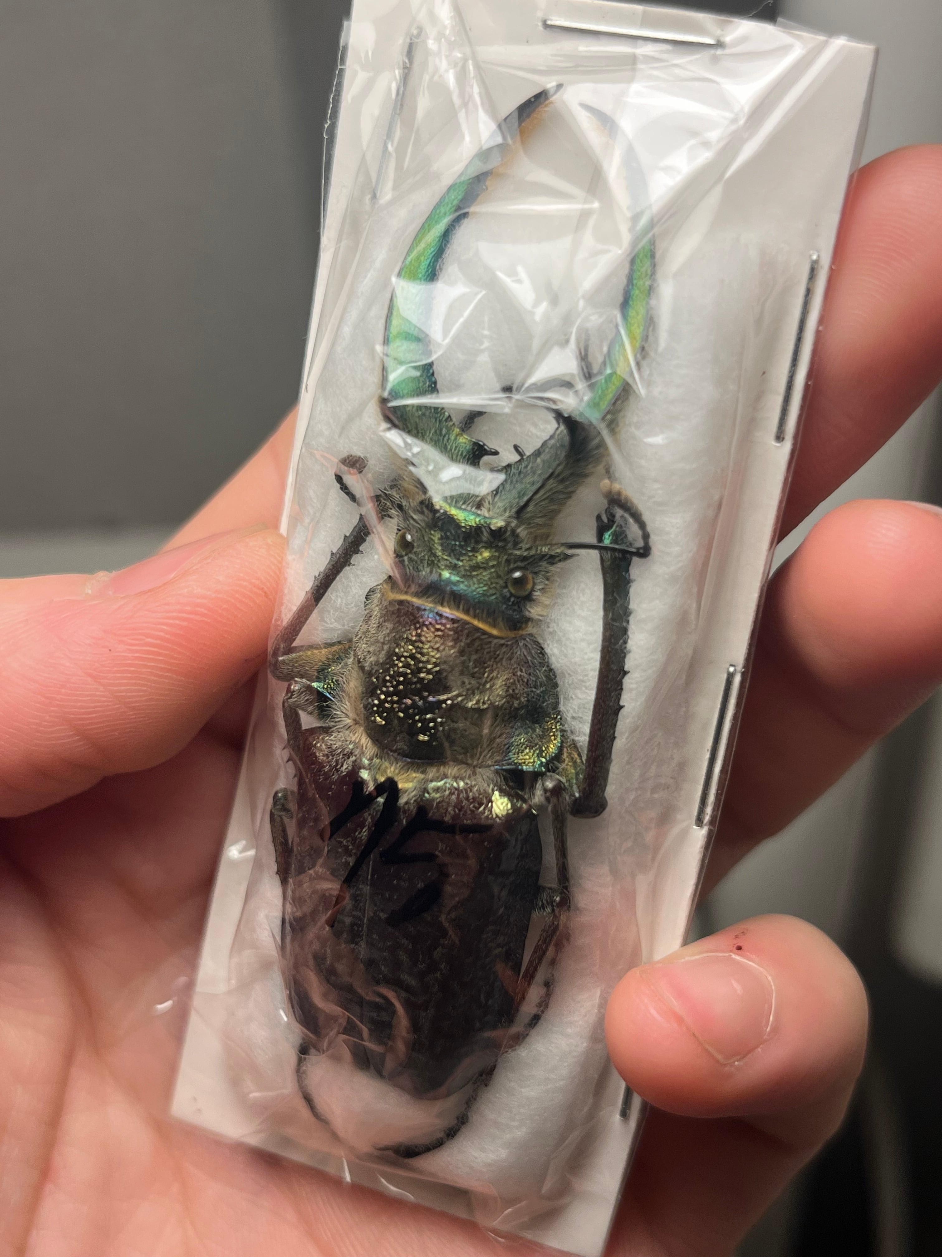 標本 | オモニキチュウ