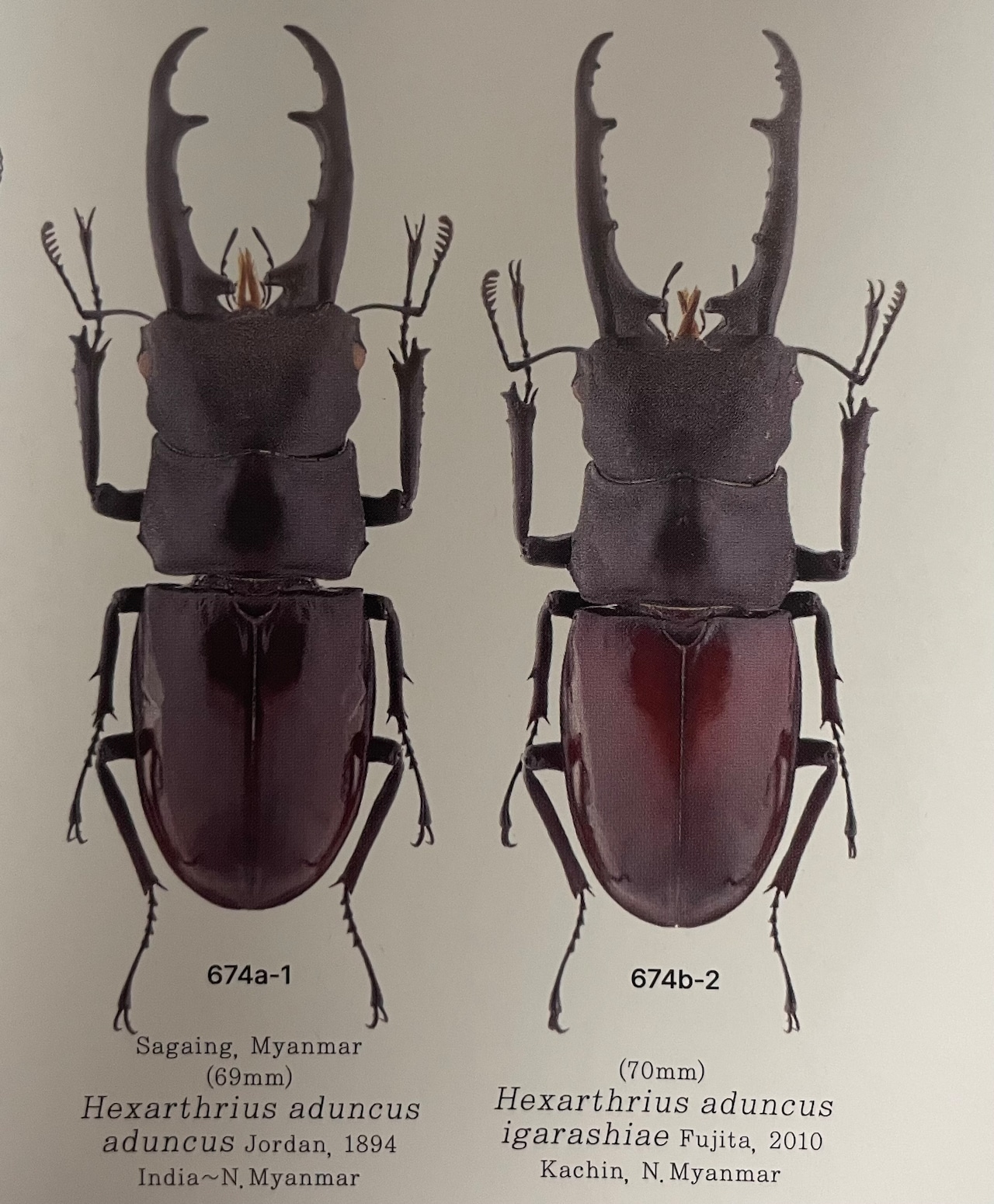 【WD】《アドゥンクスフタマタミャンマー北部亜種 66mm B品ペア》