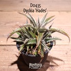 【抜き苗送料無料】'Hades'〔ディッキア〕現品発送D0435