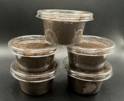 《アマミミヤマ 幼虫5頭セット》