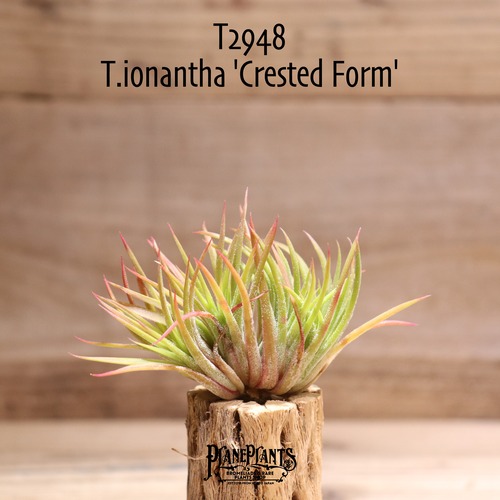 【送料無料】ionantha 'Crested Form'〔エアプランツ〕現品発送T2948