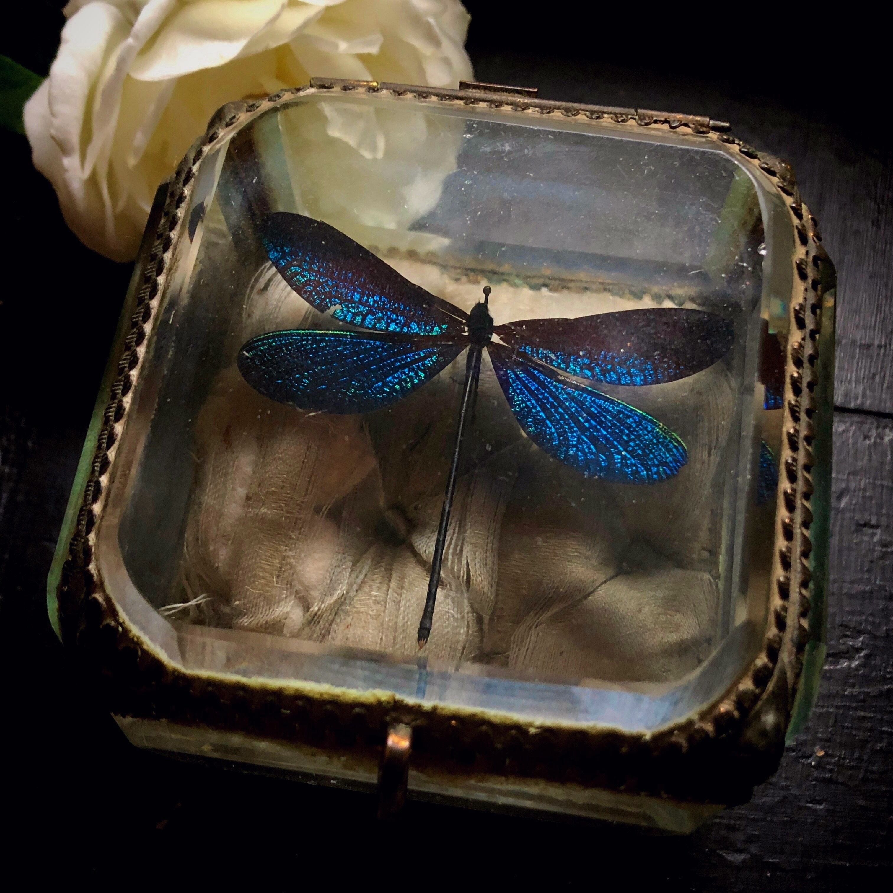 青いトンボの入った宝石箱 | メルキュール骨董店