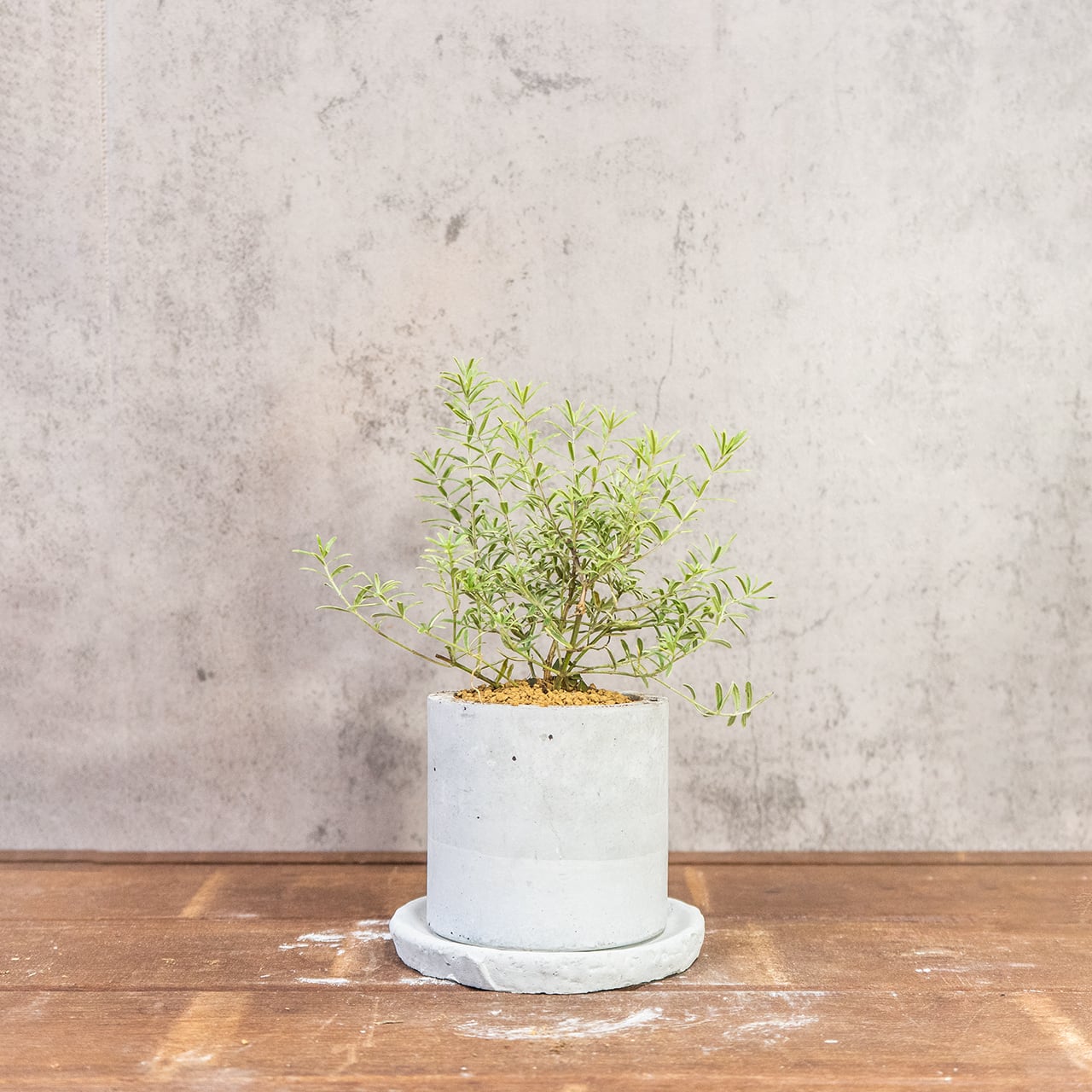 ウエストリンギア・ライムライト｜細葉が美しい爽やかグリーンのインテリア植物【虫発生抑制／手づくりモルタル鉢】