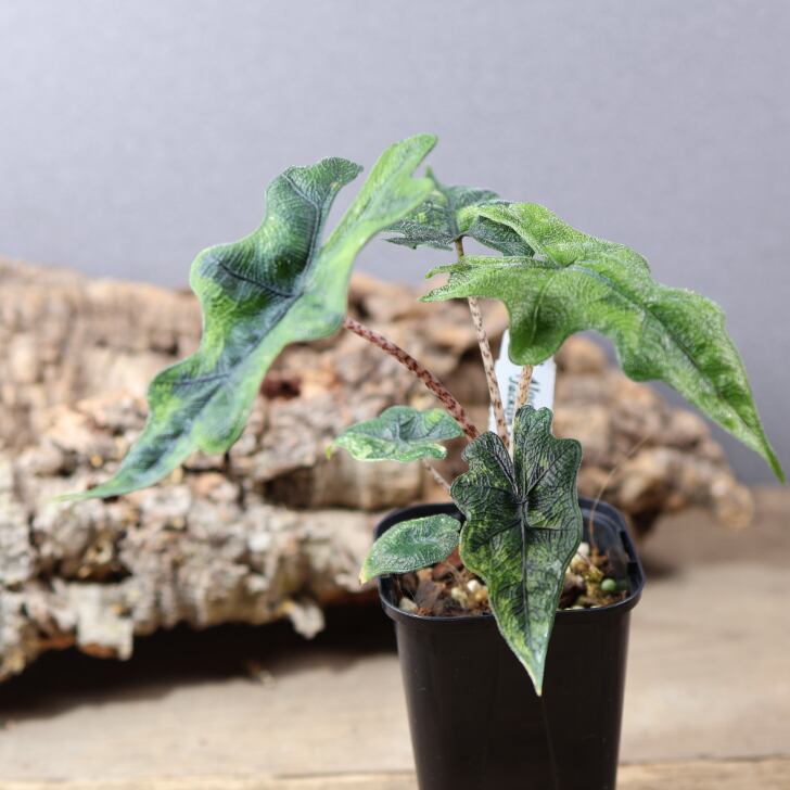 745『urban jungle アロカシア ジャックリン 斑入り』 観葉植物【送料