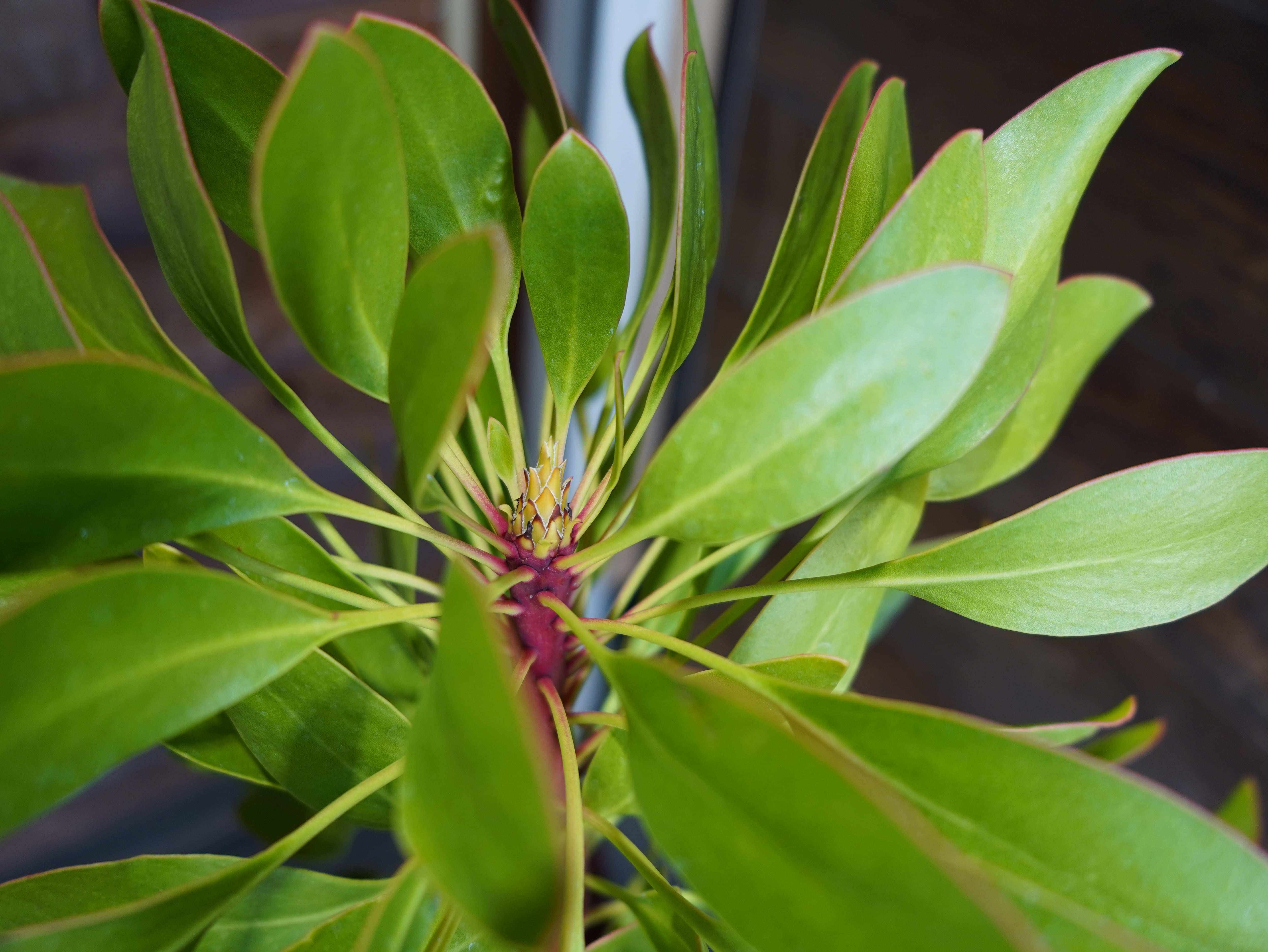 【現物】プロテア　シナロイデス　８号　B