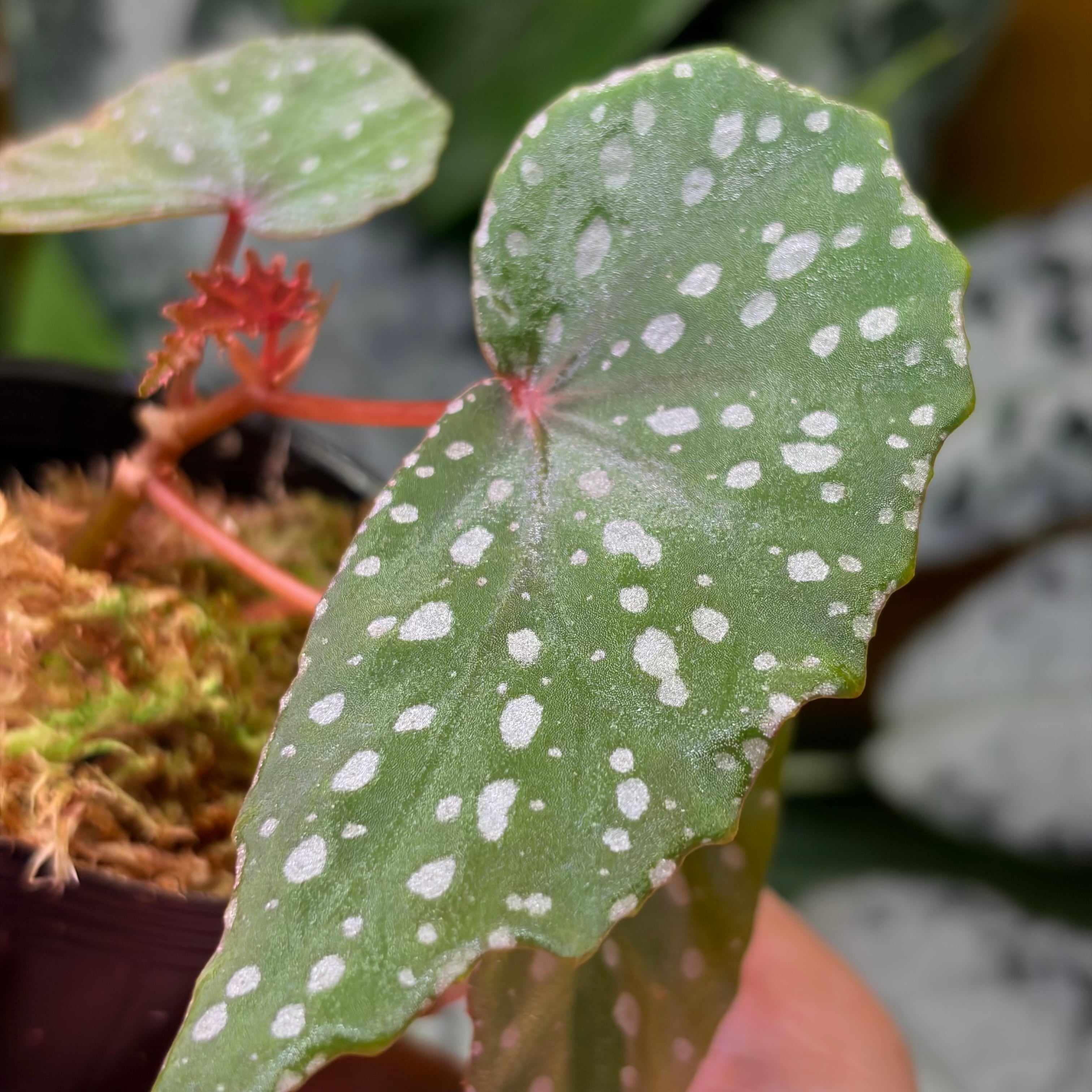Homalomena sp. 花緑青 銀葉細葉個体 ホマロメナ ペタホマ 観葉植物 Homalomena sp. 花緑青 ホマロメナ ペタホマ 小型種