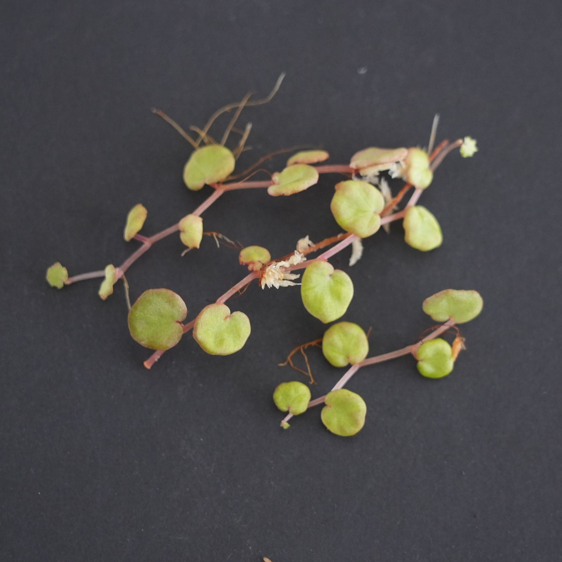 ベゴニア リケノラ Begonia lichenora｜苔テラリウム作製用素材
