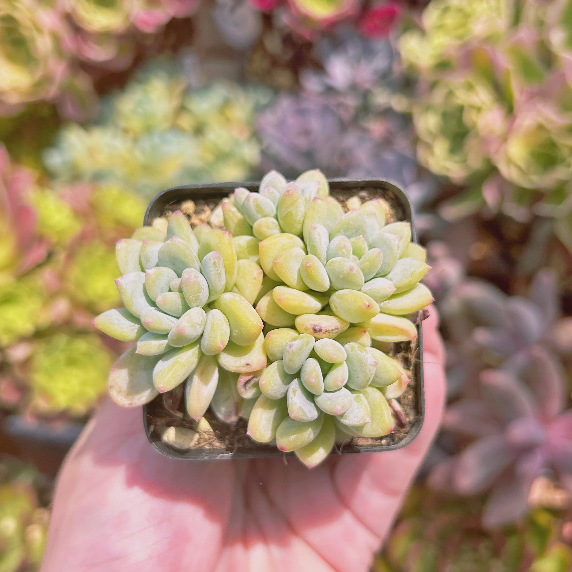 1115現物 多肉植物 ストロベリークリーム 抜き苗 | るる農園~多肉植物専門