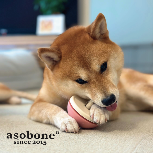 【アキレスの丸のみ防止に！】アソボーン　さくら