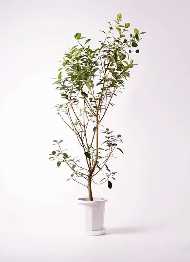 観葉植物 ドラセナ コンシンネ レインボー 8号 | CAgarden