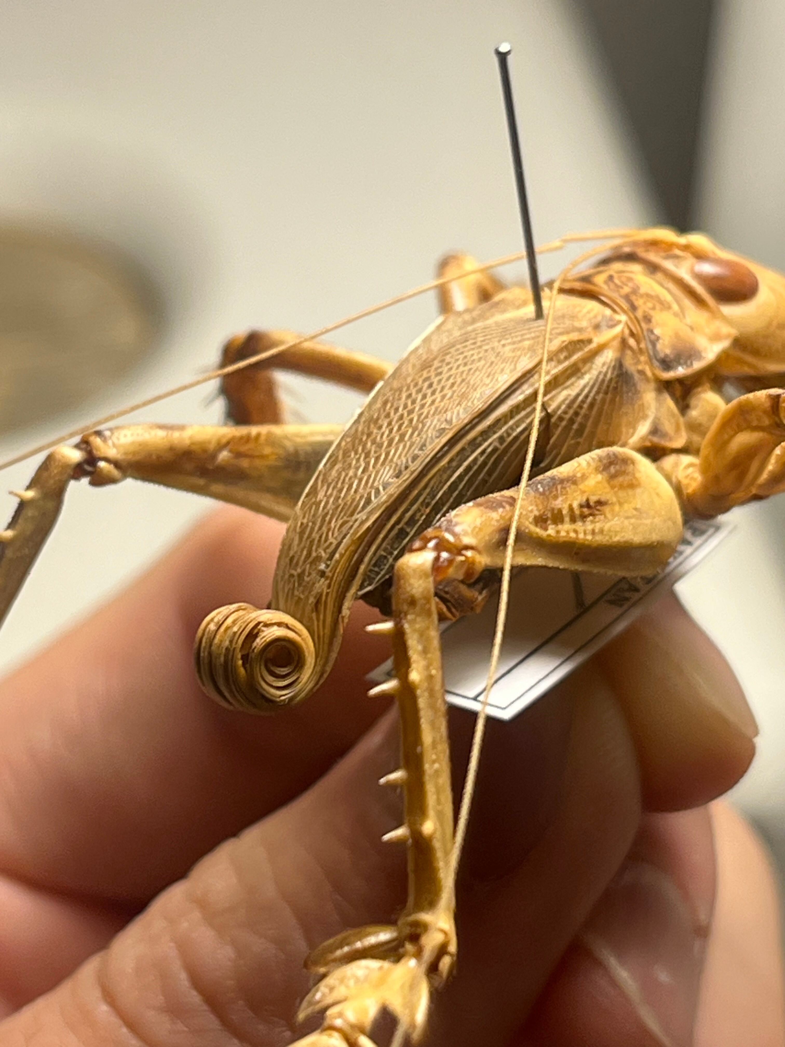成虫】マキバネコロギス 昆虫標本バッタ キリギリスコロギスリオック直