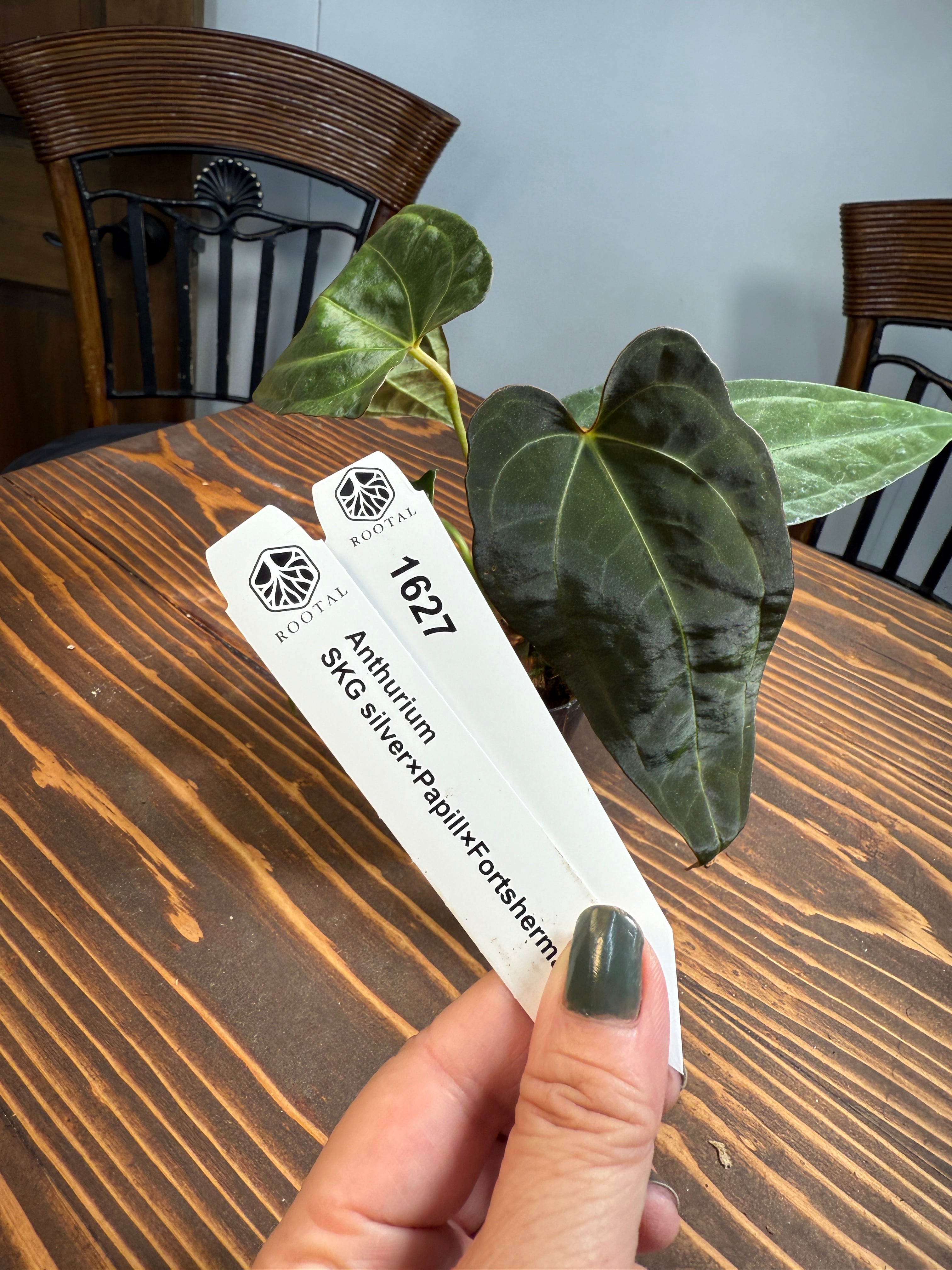 アンスリウム | ROOTALPLANTS