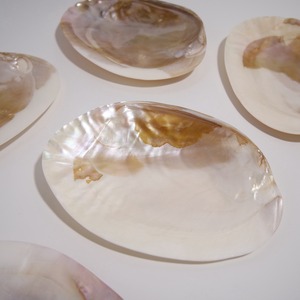 イケチョウ貝 / 小皿 インテリア