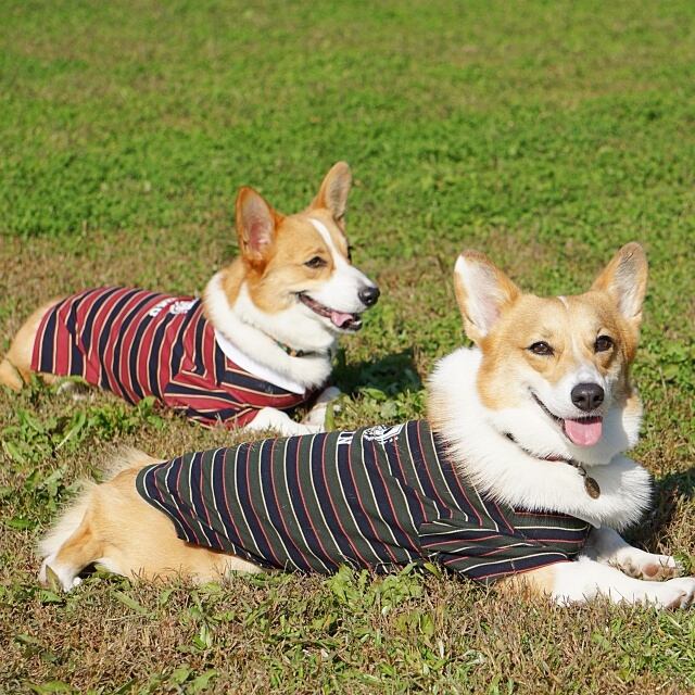 ポロシャツ（グリーン） | OddEYE dogwear ｜コーギー専門のお洋服