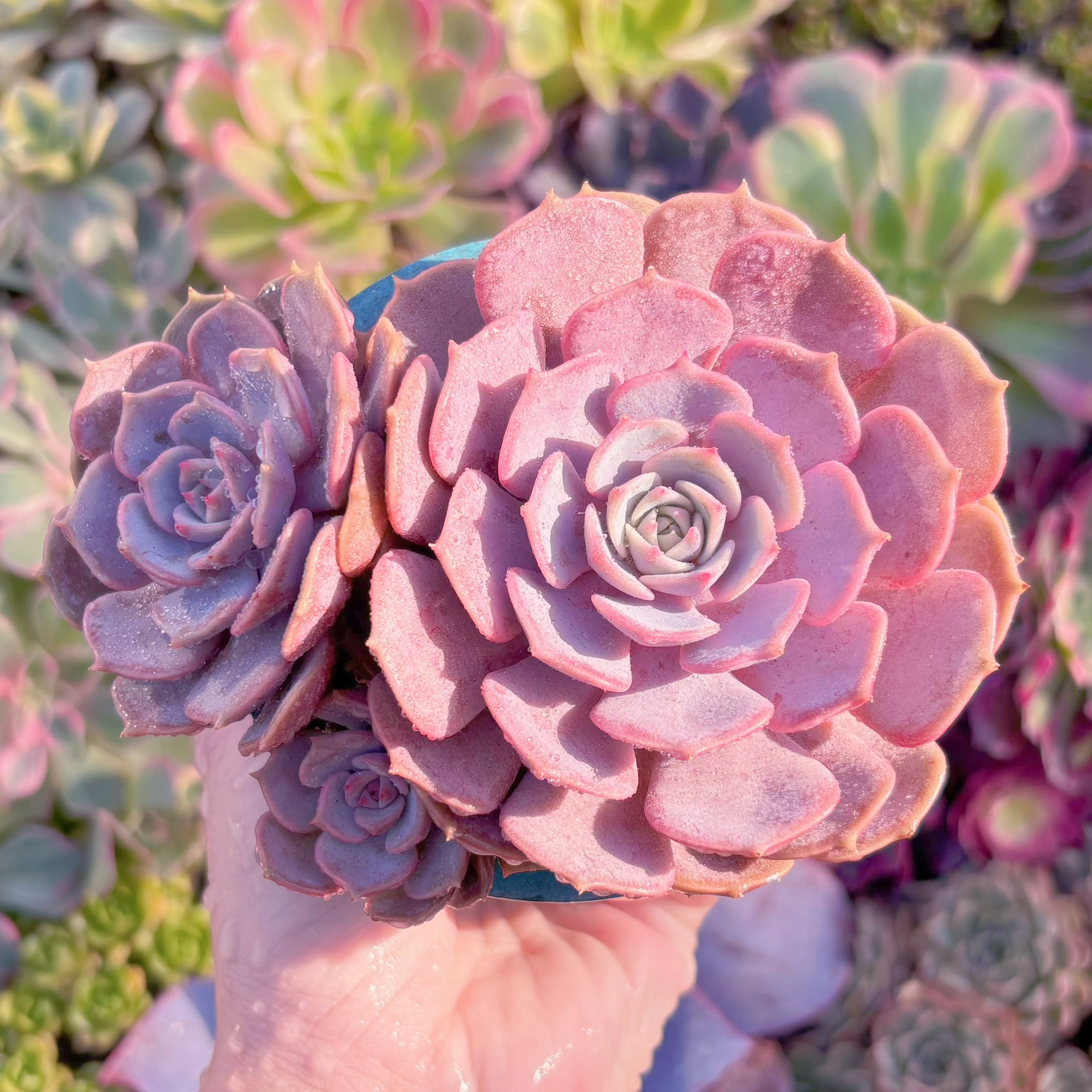 現品　ピンクローラ#K021　在庫僅少　群生　るる農園