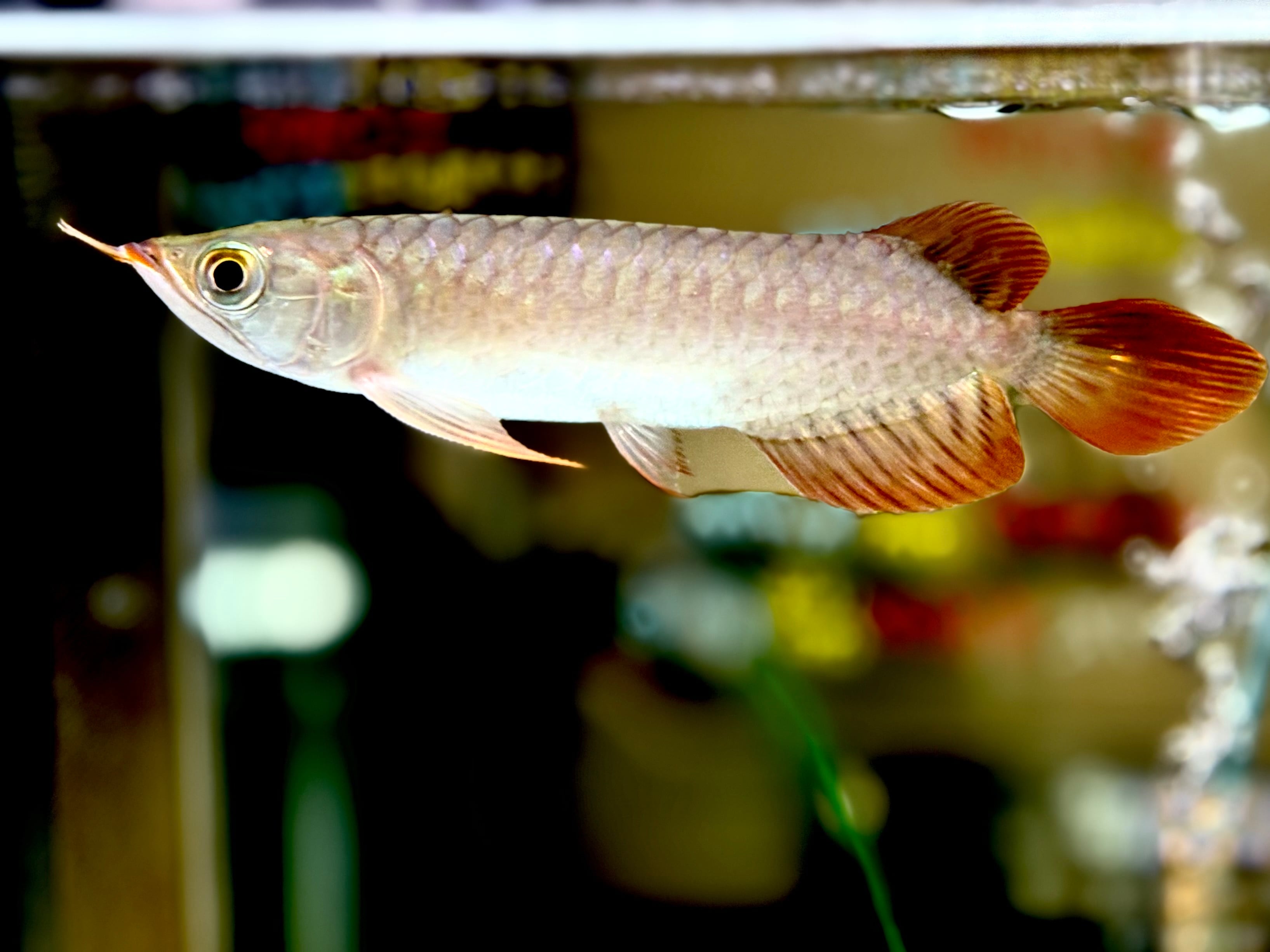 アジアアロワナ センタラムレッド ②16cm | AQUASTYLEG