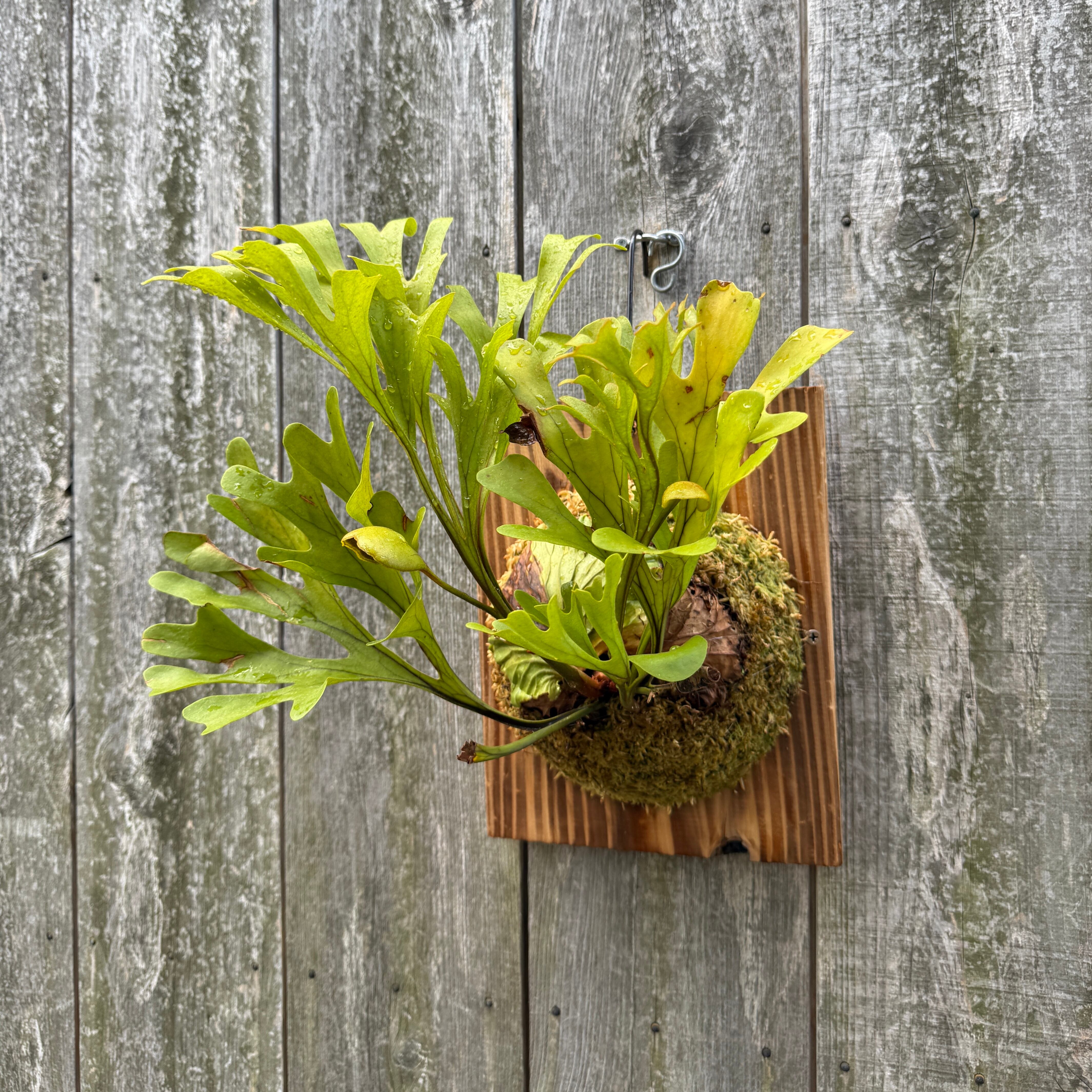 P.ridleyi wild | naturefix