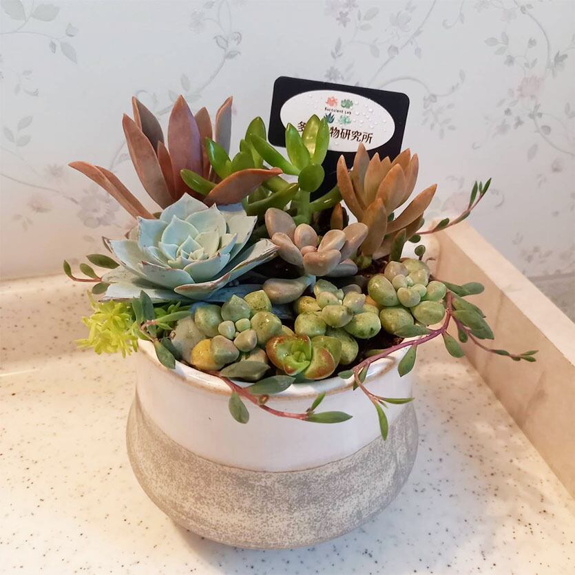 穴あき 陶器鉢 フラワーベース プランター レッド系カラー 多肉植物研究所