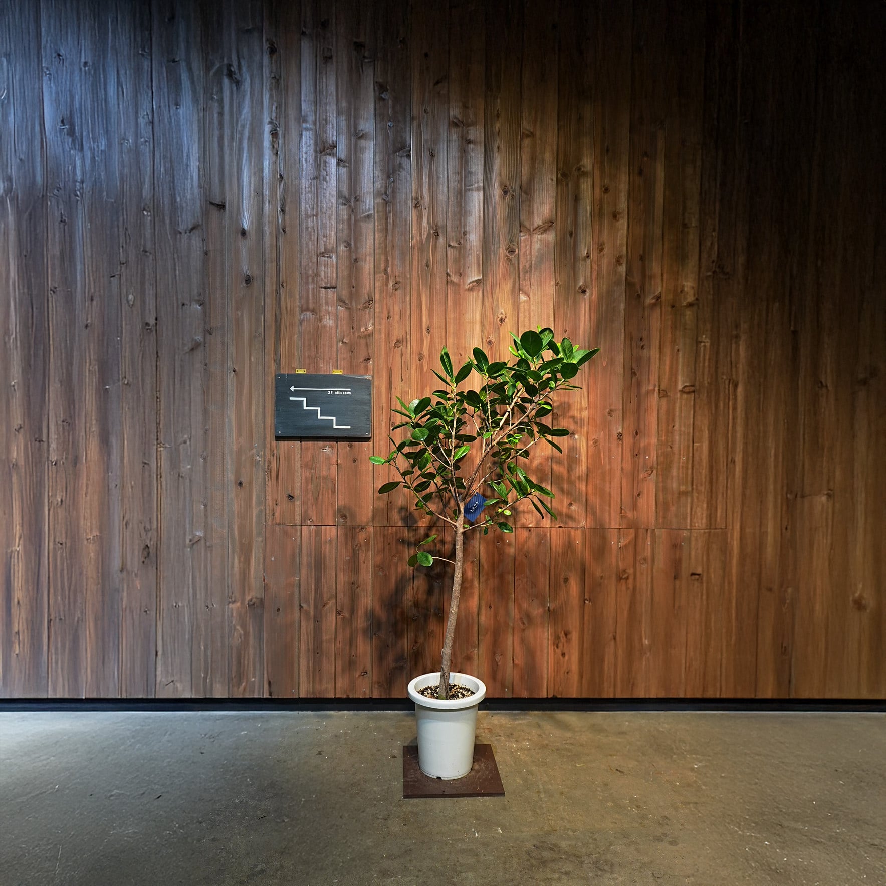 フィカス ジャンボリーフ | LUFF Flower&Plants WORKS online