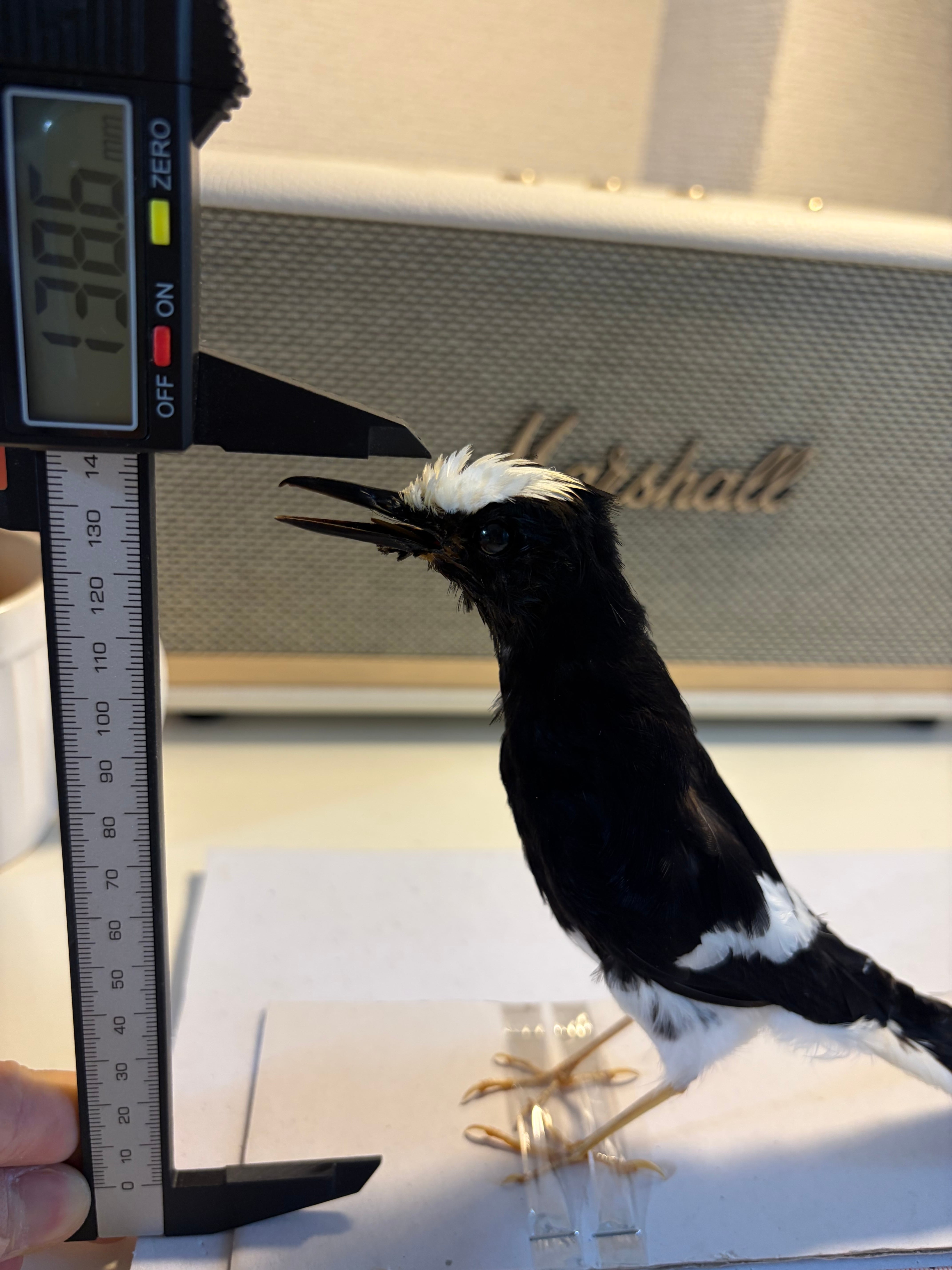 鳥剥製】エンビシキチョウ 標本 置物 インテリア スズメ 木彫り バード