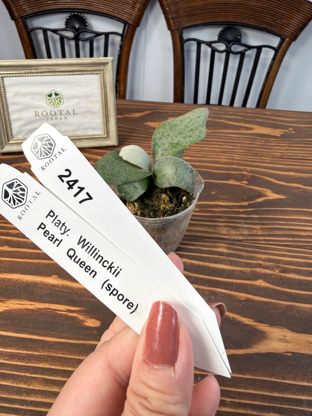 ★2417【優雅に流れるシルエット】ビカクシダ　ウィリンキーパールクイーンspore（7㎝口径ポット））