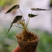 アロカシア バンビーノ ピンク / Alocasia bambino variegated 'Pink'② / 観葉植物