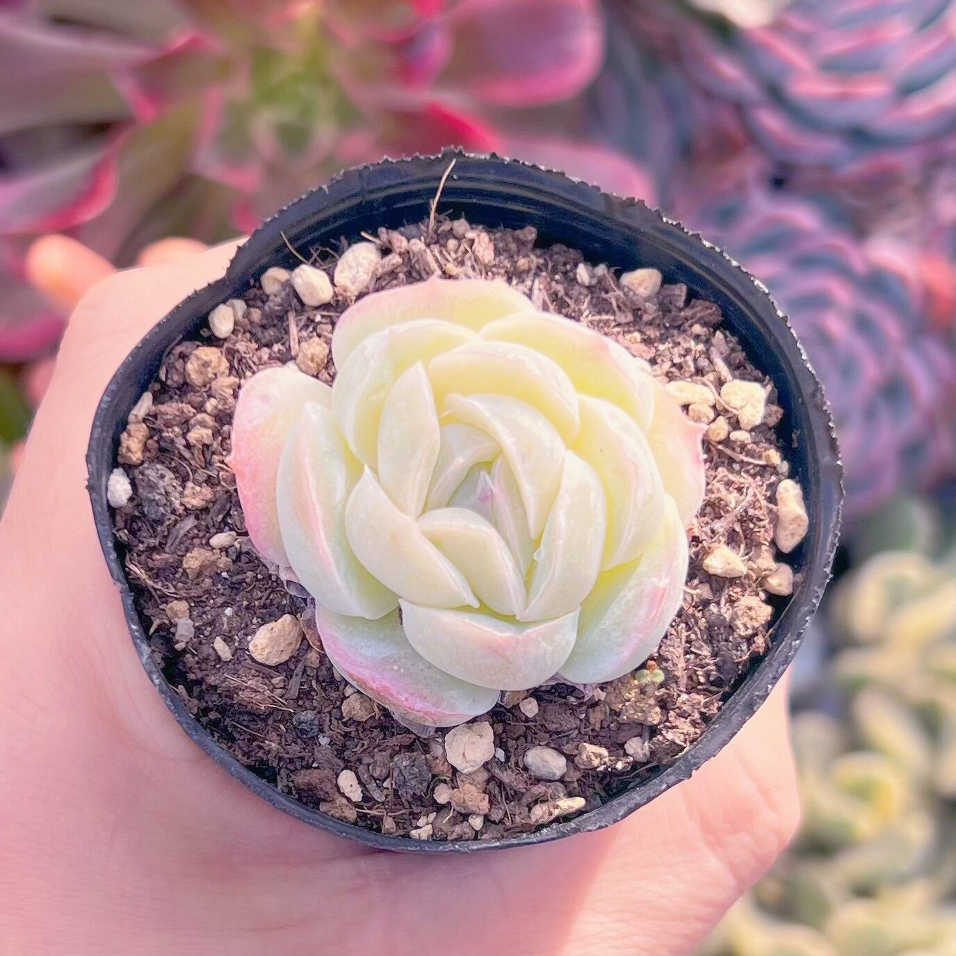 現品　バターエビ#3014    古株   るる農園