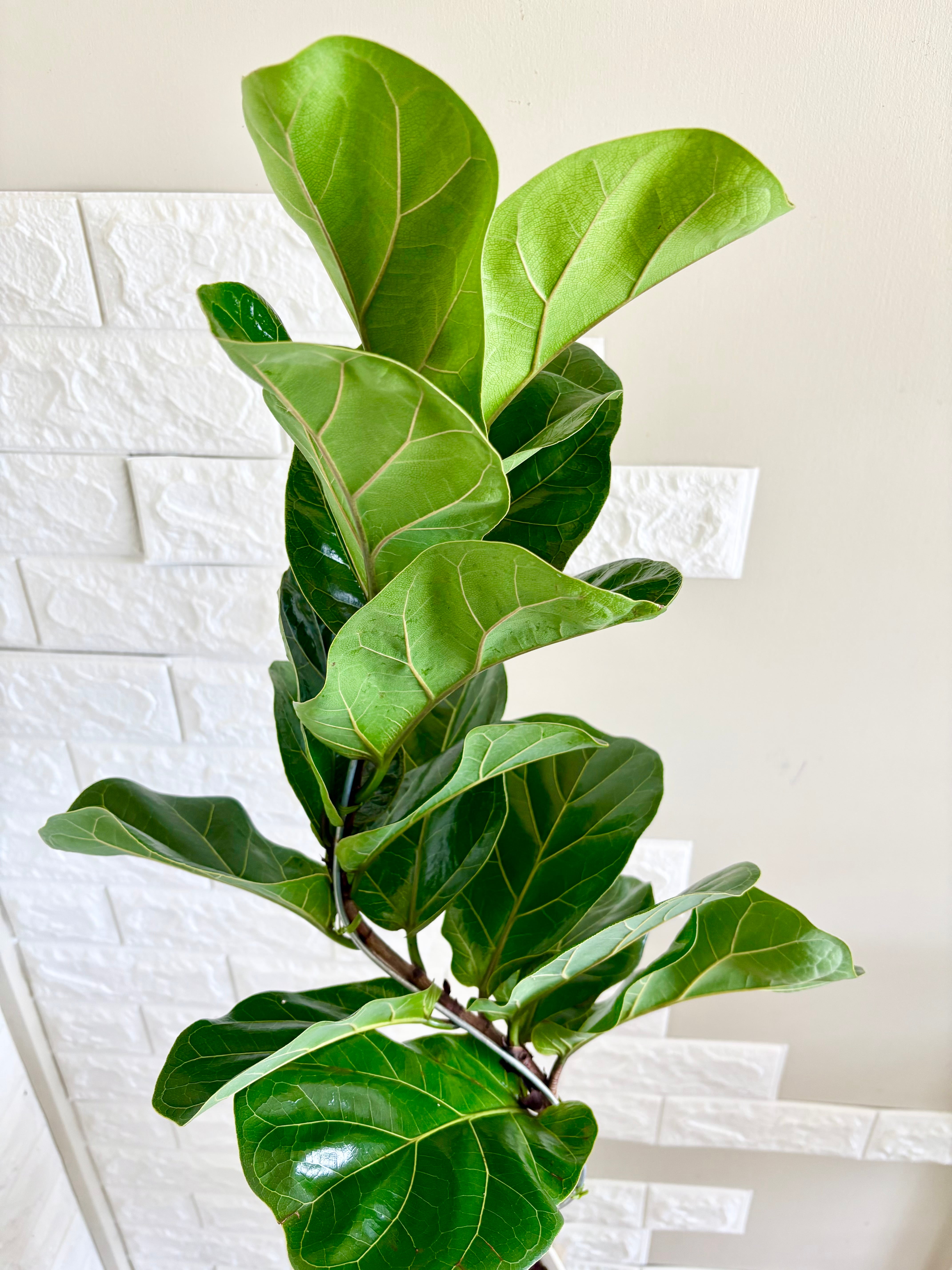 現品】フィカスバンビーノ 曲がり樹形 観葉植物 | 観葉植物のお店