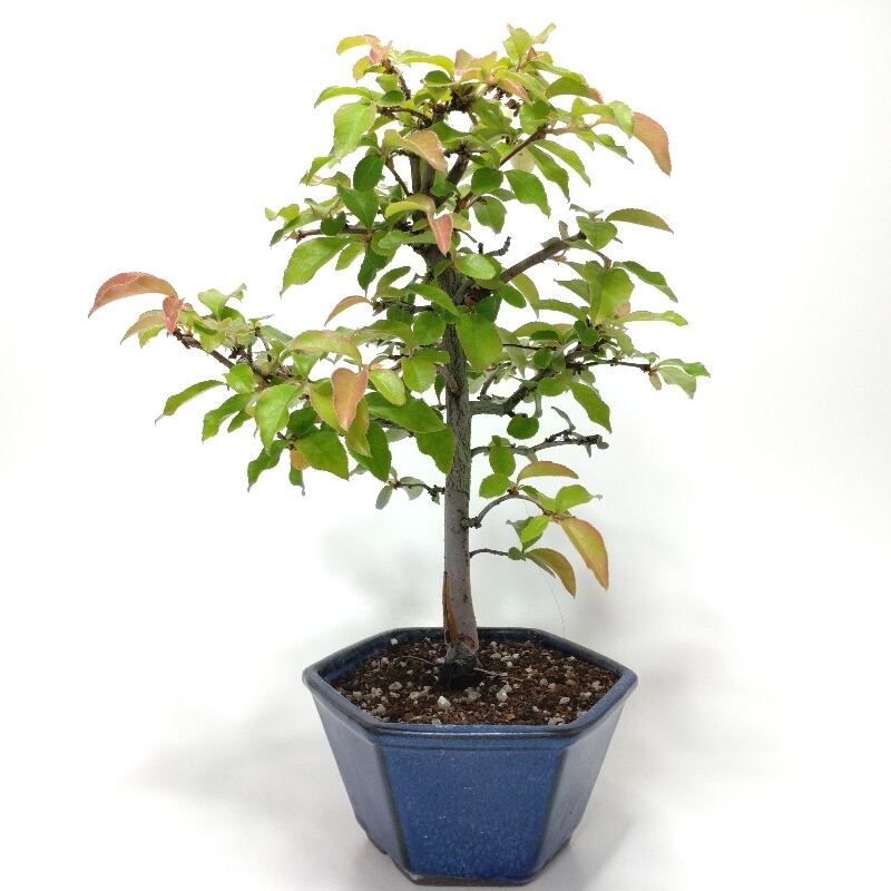 寒樹瓜膚楓（ウリハダカエデ）盆栽 SS003 盆栽創 / 瓜膚楓（ウリハダカエデ）盆栽 SS003