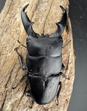 【WD】《ミンダナオヒラタ マラグサン産 86.5mm ペア》