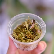 Alocasia chantrieri pink│アロカシア シャントリエリ ピンク⑦│観葉植物