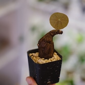 Stephania kaweesakii / ステファニア カウィーサキー㊱/ 観葉植物