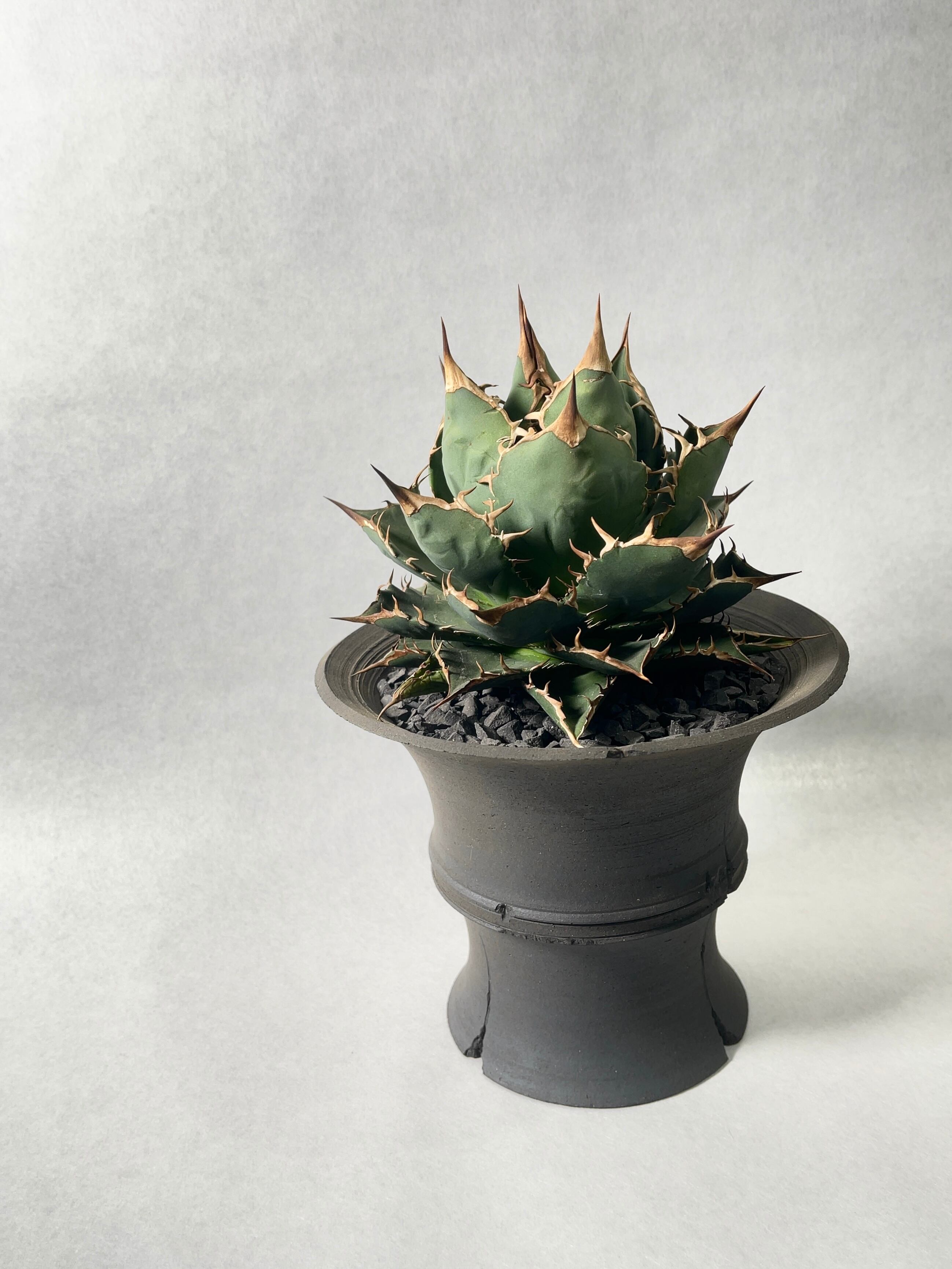 アガベ・EUオテロイ ボールタイプ | trigger