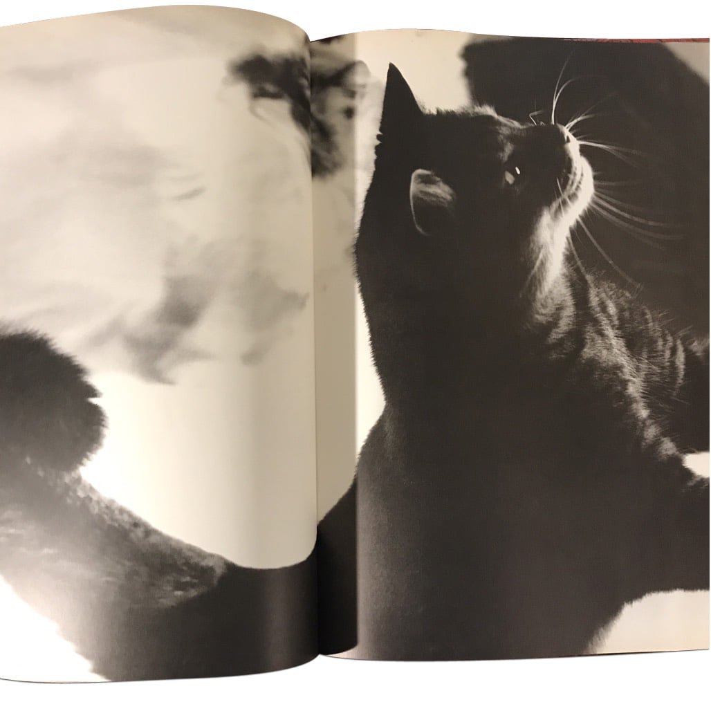 BOOK＊ MIROIR DES CHATS | Le mariage de Chimère