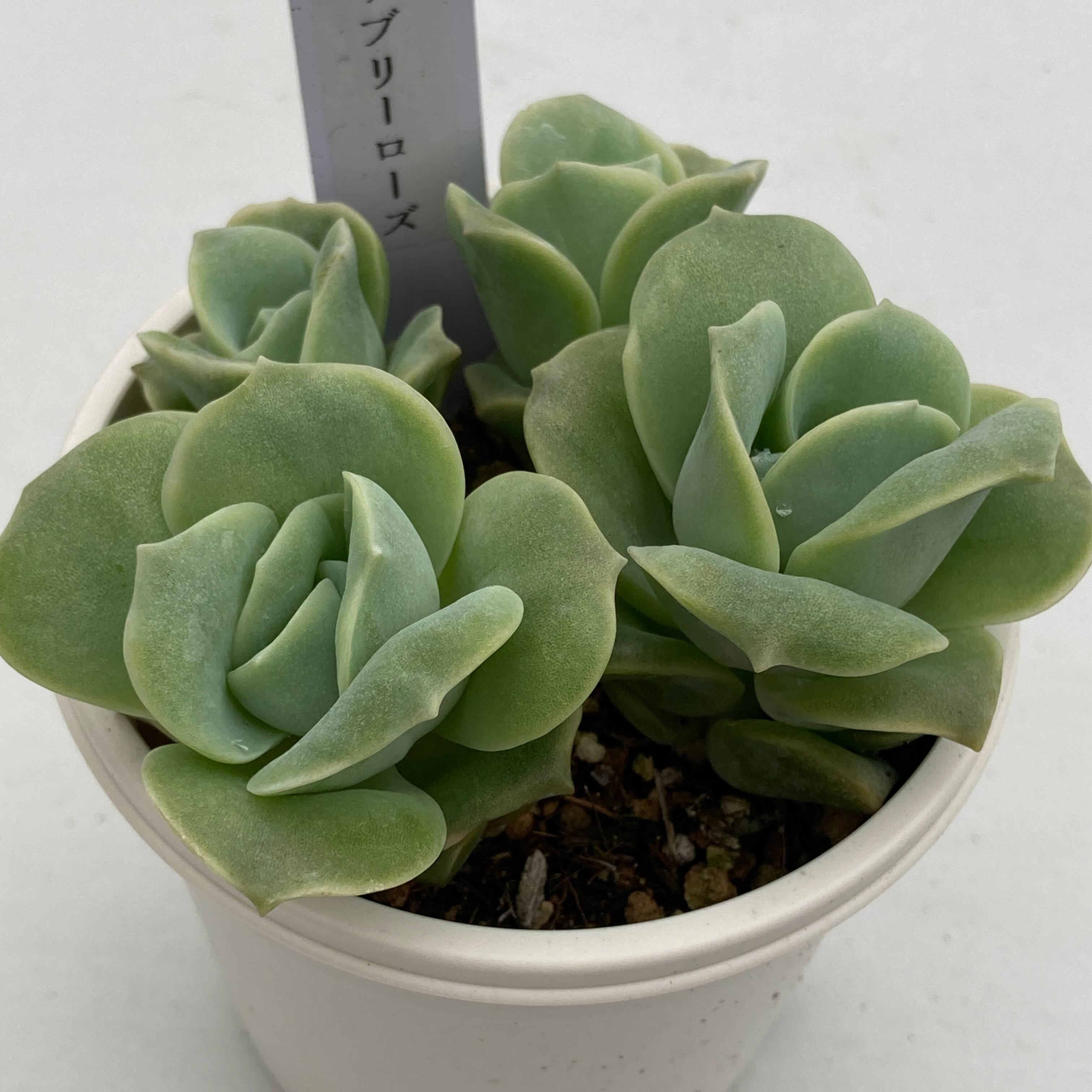 現物商品】ラブリーローズ 4頭 | 多肉植物研究所