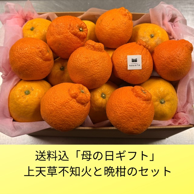【送料込】母の日ギフトに最適「熊本県上天草不知火と晩柑セット」