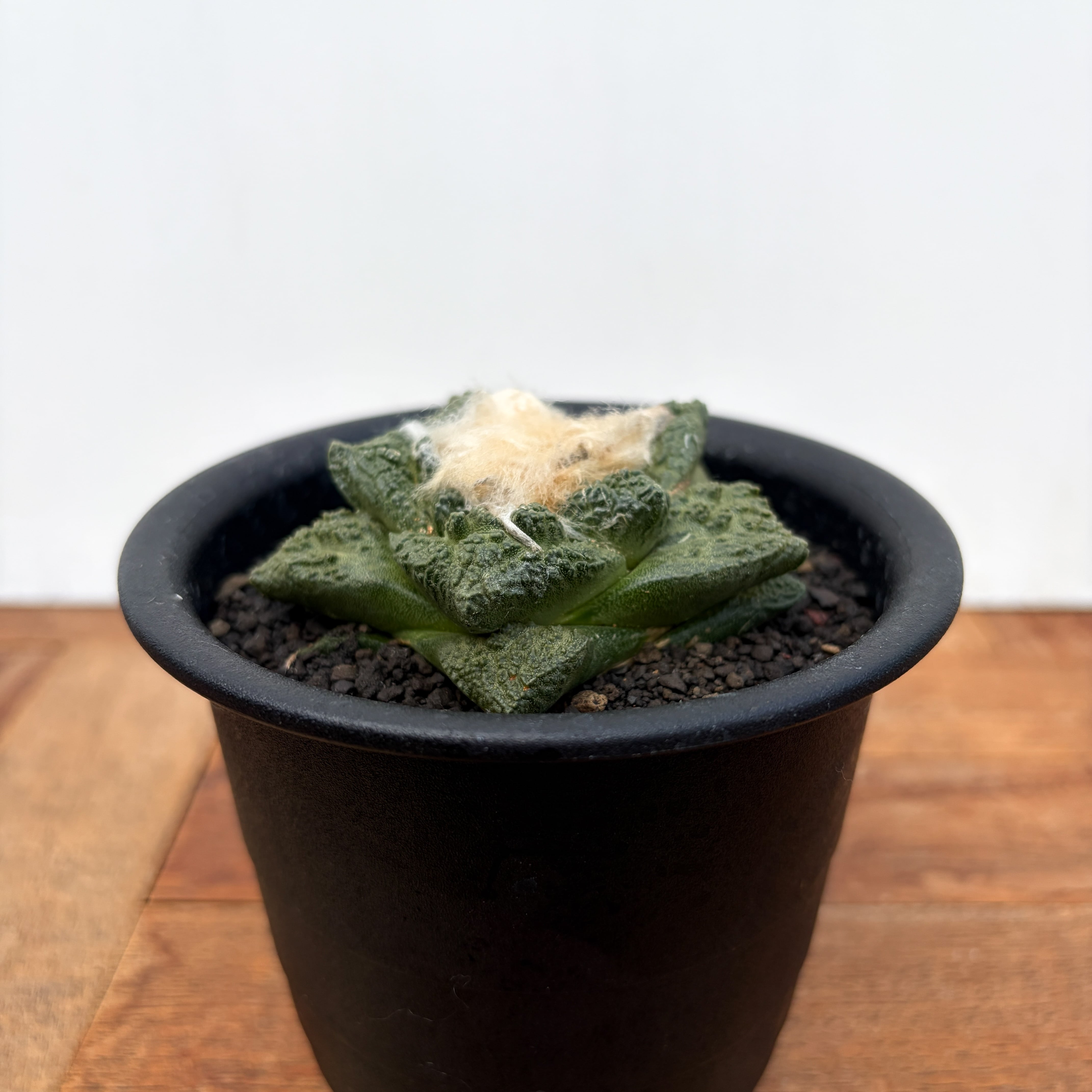 Ariocarpus fissuratus 【アリオカルプス・大疣亀甲牡丹】 | RIMO'S