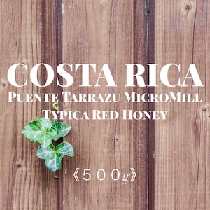 【５００ｇ】 コスタリカ  プエンテタラス  ティピカ  レッドハニー      / COSTA RICA PuenteTarrazu Typica RedHoney【中煎り】