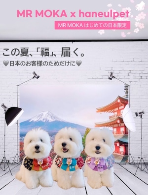数量限定予約【MR.MOKA × haneulpet】招き犬ケープ