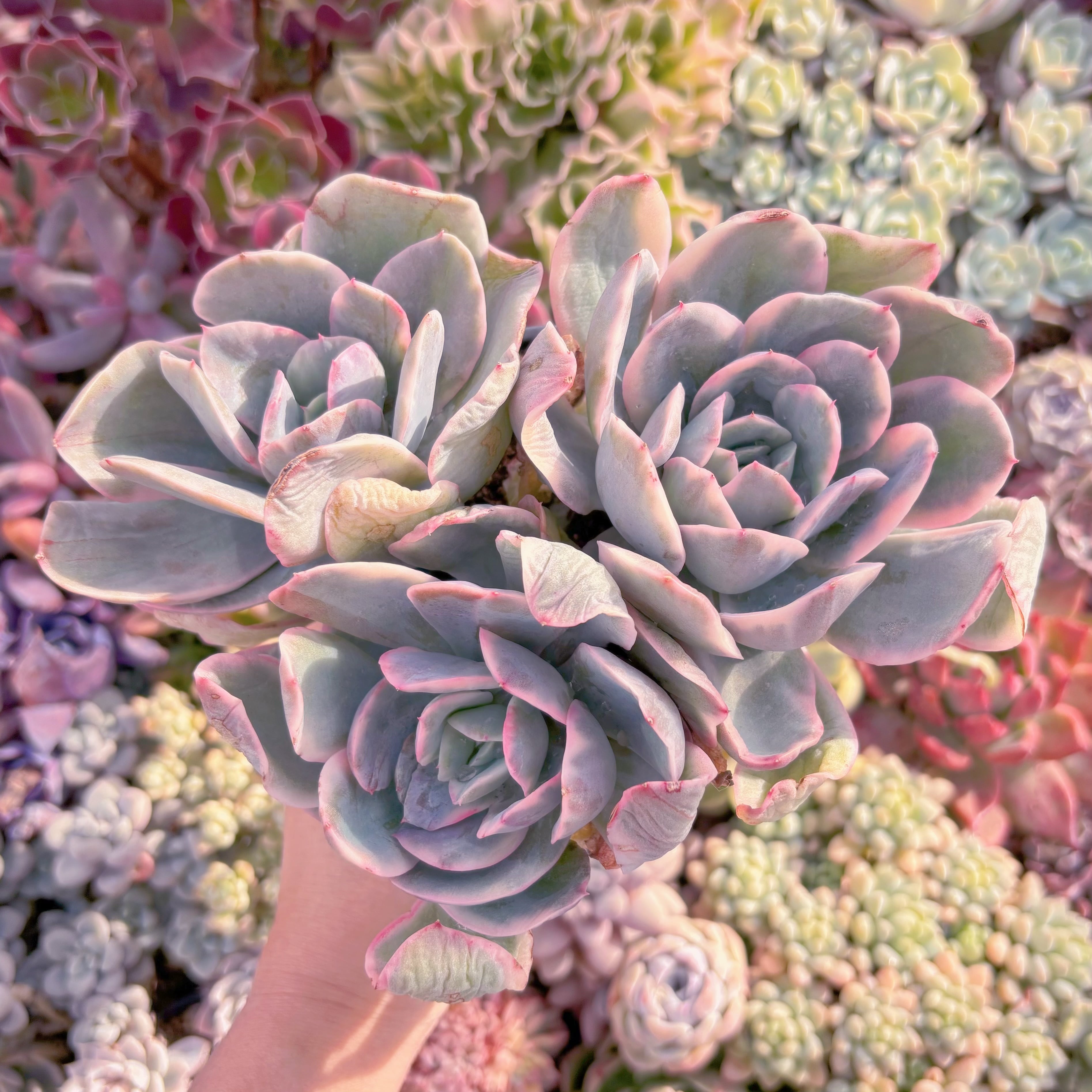 現品　ルエラ錦#877　特大群生　新入荷　るる農園