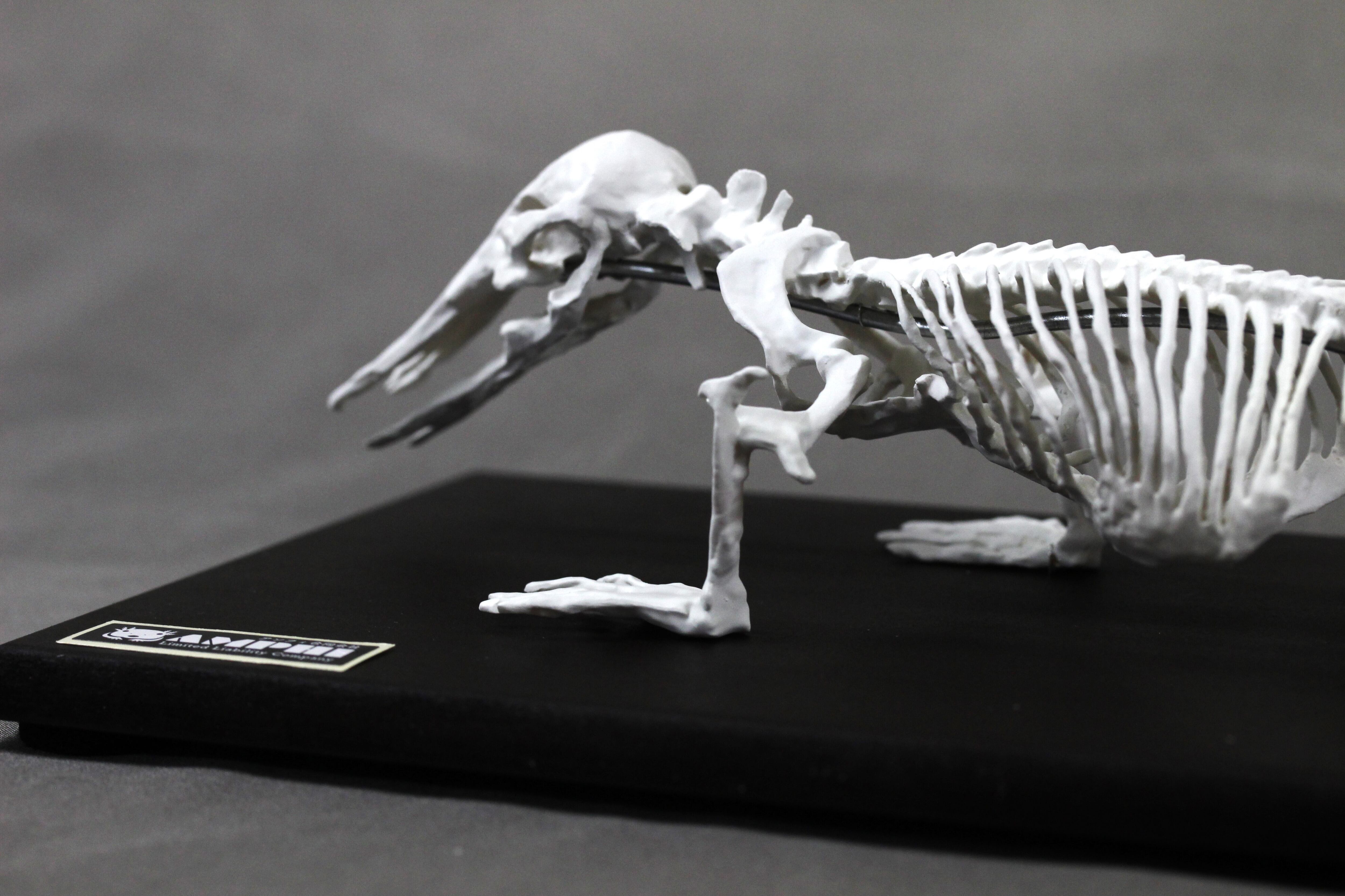 カモノハシ 縮小全身骨格レプリカ Platypus, miniature whole body