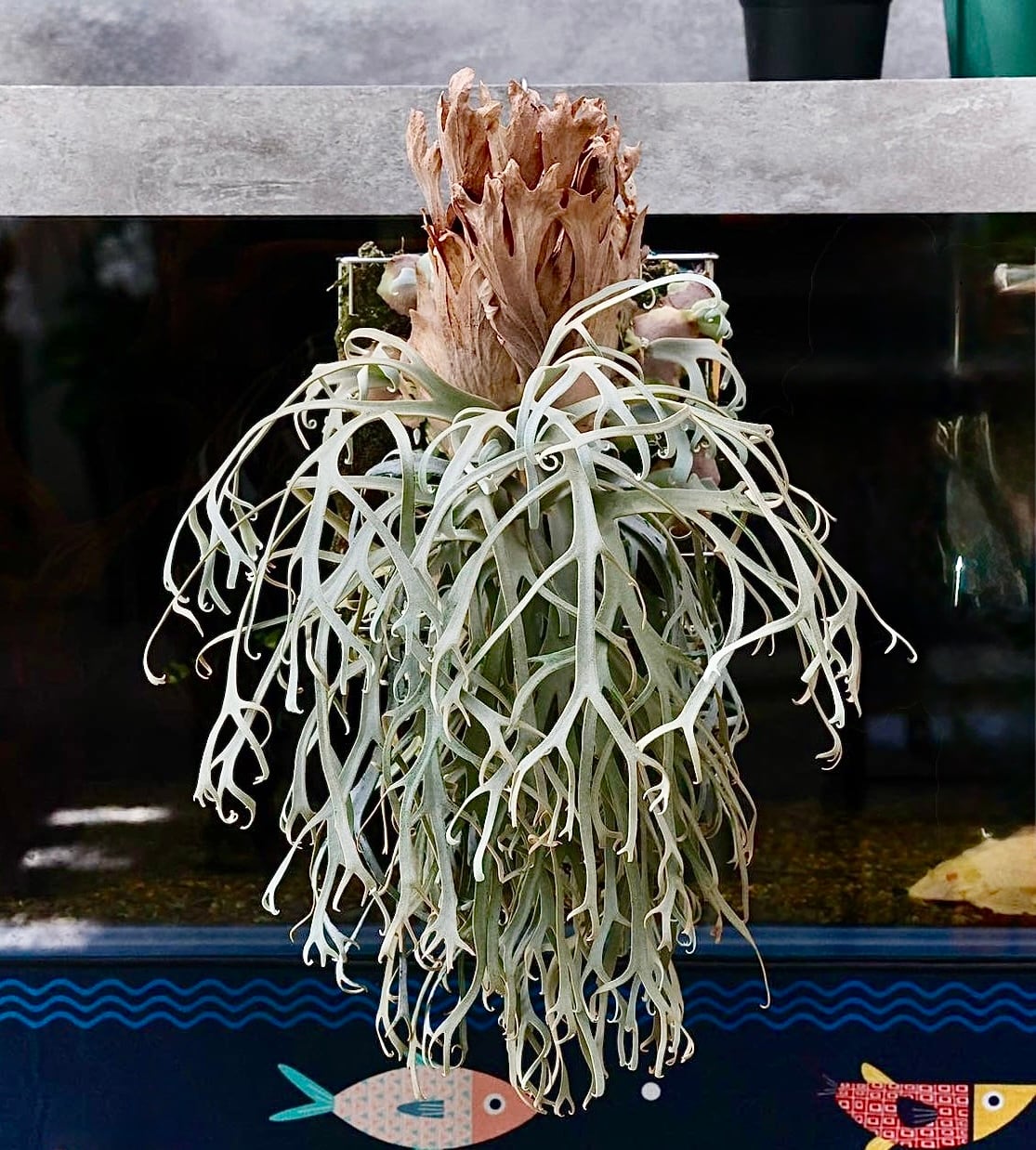 Platycerium_ビカクシダ | vandaka plants