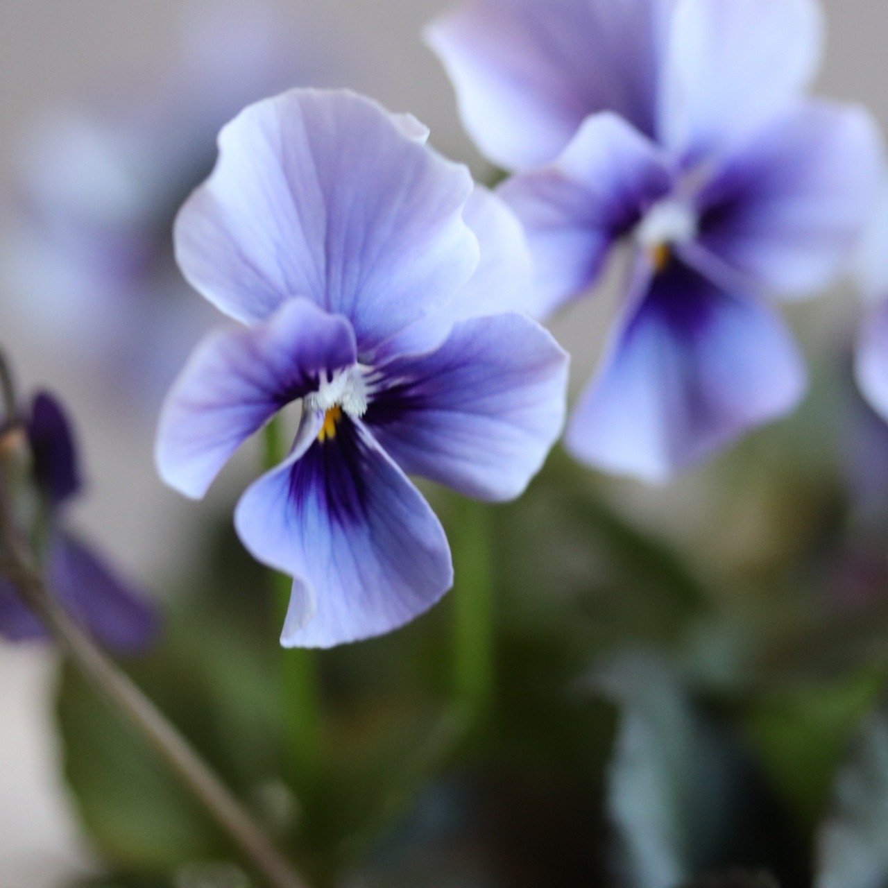 冬から春に楽しむ寄せ植え　北島ビオラとスミレとハボタンのシックな寄せ植え　届いてすぐ玄関に飾れる 　プレゼントにもオススメ　