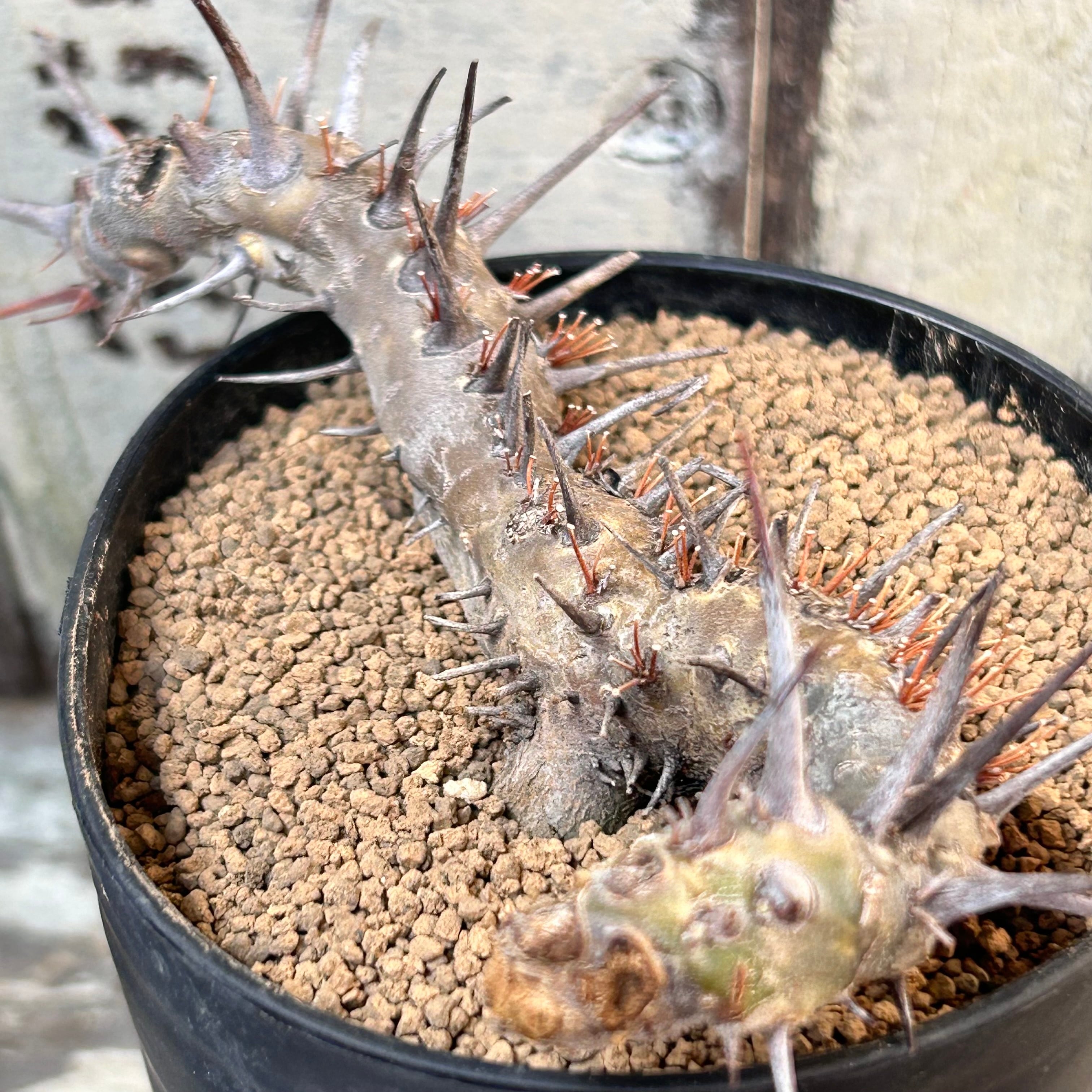 ヘレー モンソニア(激レア！！ | RuPo 多肉植物専門店