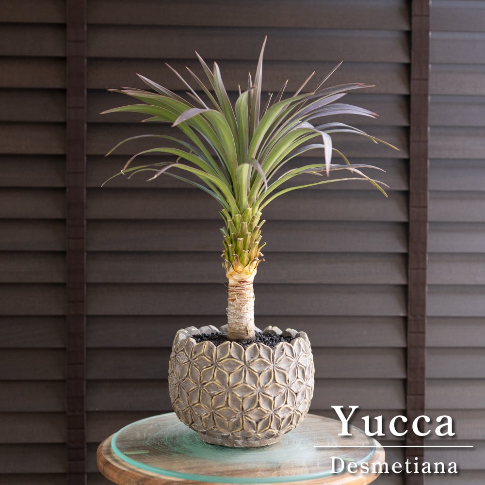 ユッカ デスメティアーナ Yucca Desmetiana ヤシ 幹立ち 5号 陶器鉢 1231GG