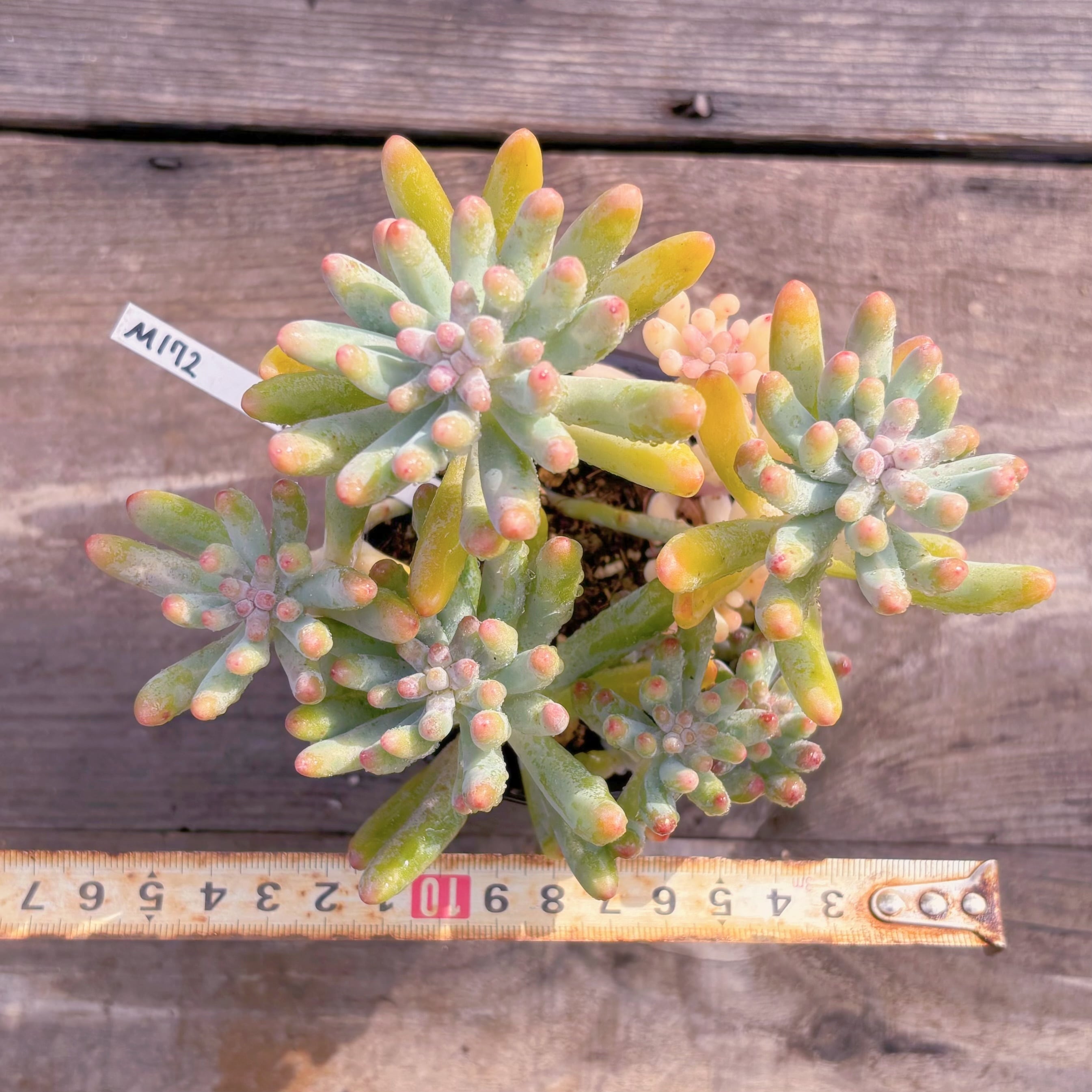 現品 乙女心錦#M172 群生 新入荷 るる農園 | るる農園~多肉植物専門