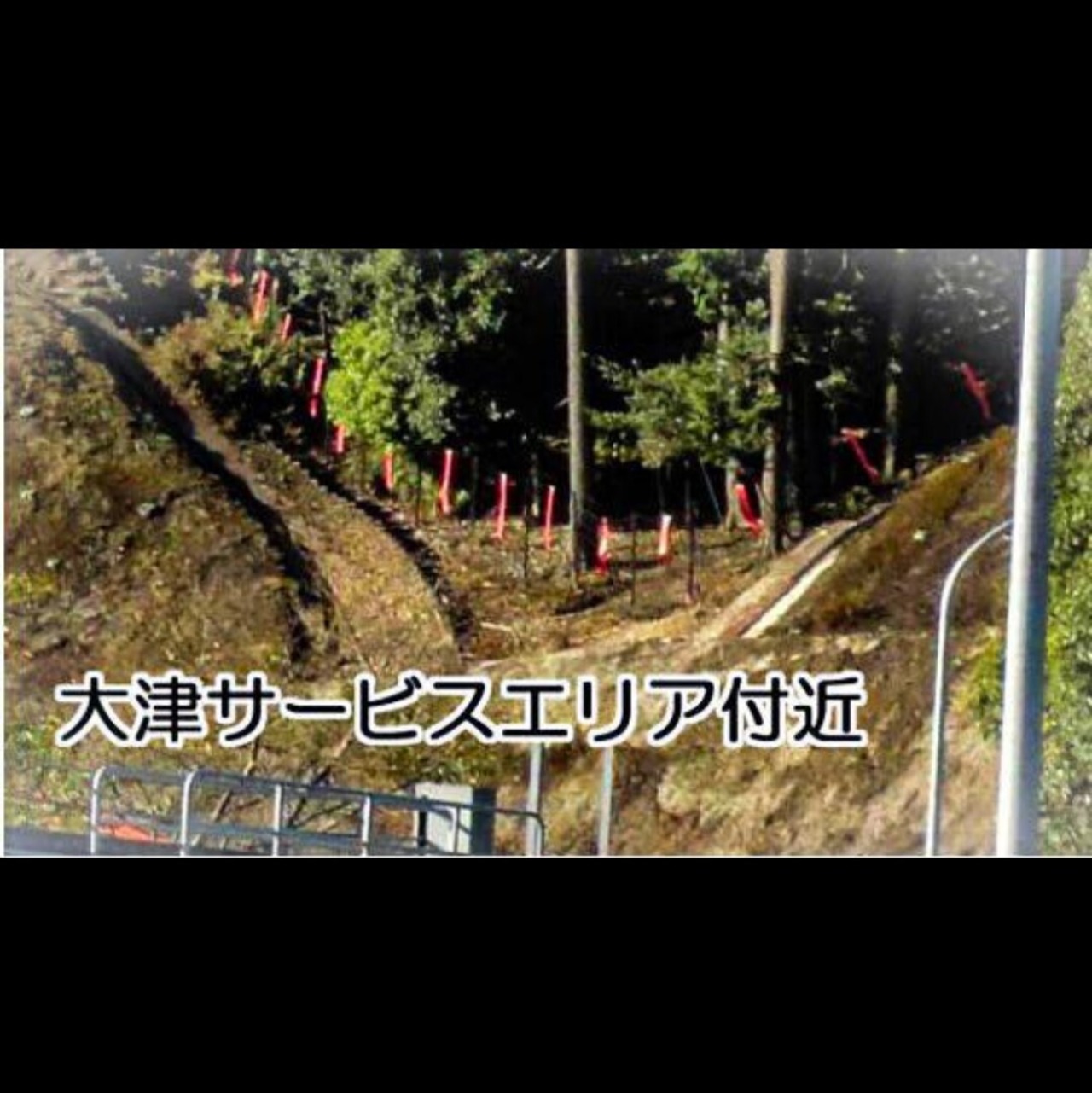 シカ被害対策 シカ撃退 シカなぜ逃げる？ ５０個入り