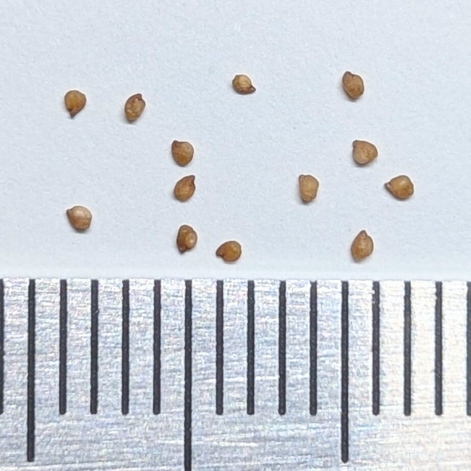 種子/5粒】Conophytum pium (CR 1417)/コノフィツム・ピウム | YAJIMA